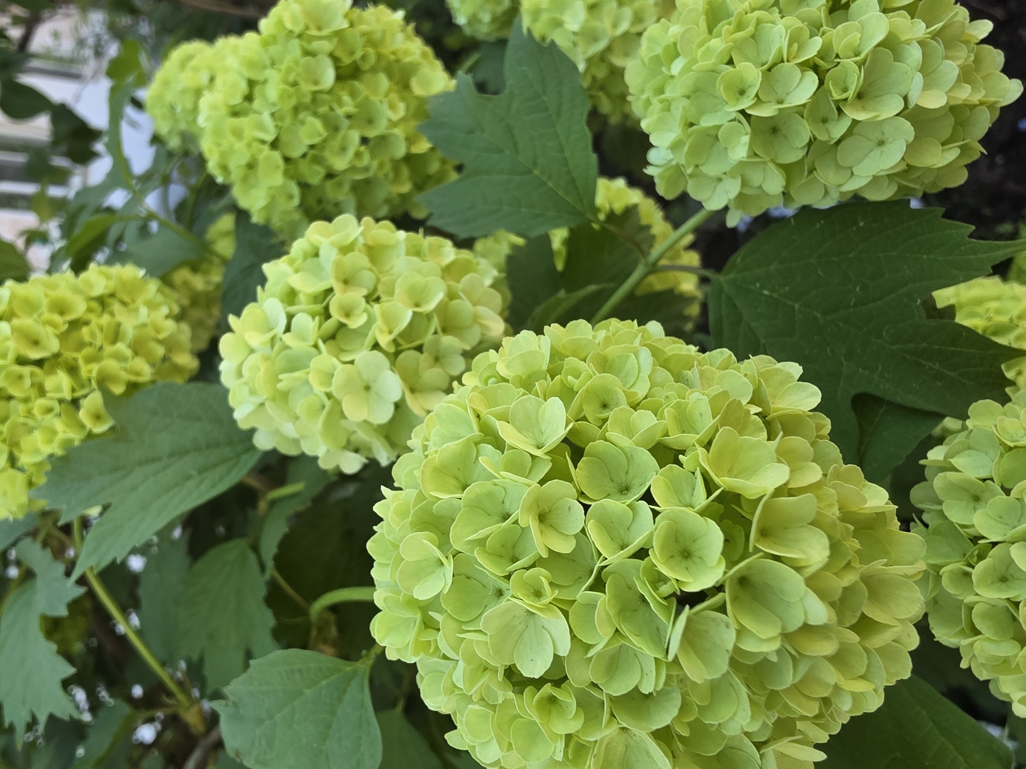 The image depicts a close-up view of several green Hydrangea flowers and their leaves. The flowers are spherical and composed of many small petals. The leaves are dark green and have a lobed shape. There are no people visible in the image. The location is unspecified within the city of Chaikovsky, Russia.