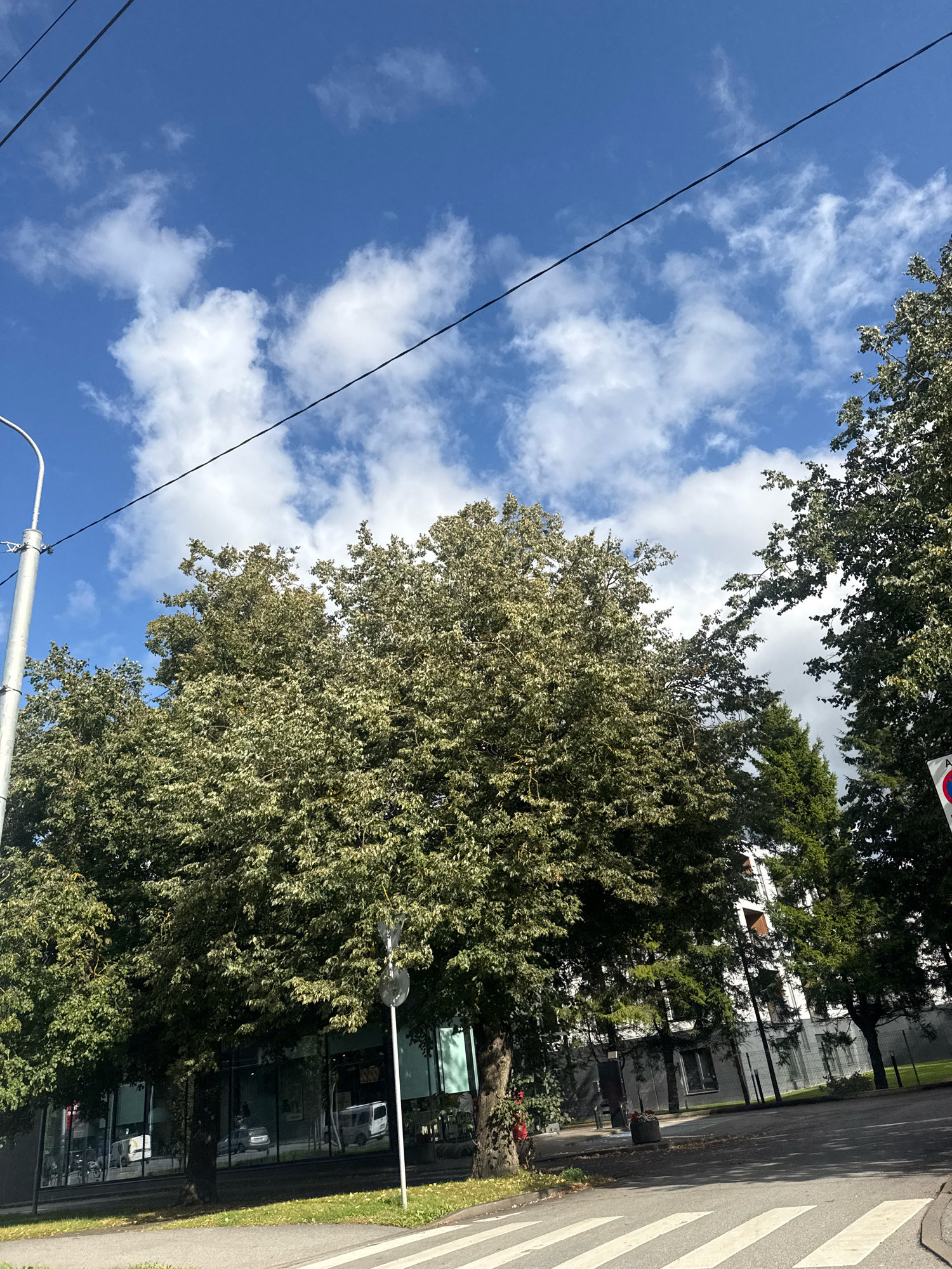 The image depicts an outdoor scene on a sunny day in Tallinn, Estonia. In the foreground, a crosswalk is visible on a paved road. To the left, a tall, light-colored lamppost stands. Dominating the mid-ground are several large trees with dense green foliage, some of which appears lighter, possibly indicating variegated leaves or light filtering through. Behind the trees, a modern building with a white facade and multiple windows can be seen. The sky above is blue with scattered white clouds. Power lines are strung across the upper portion of the image. Reflections of vehicles, including a white van and other cars, are visible in the glass windows of the building. A gray bin with some plants is positioned on the sidewalk. No people are clearly discernible in the frame.
