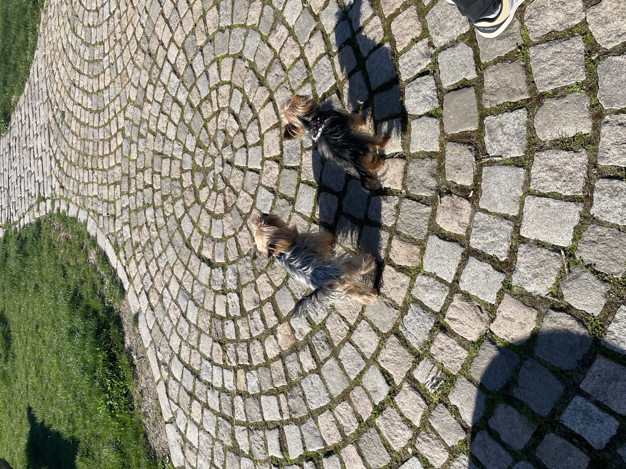 The image shows a cobblestone path with grass edges. Two small dogs, appearing to be Yorkshire Terriers, are on the path. One dog is closer to the camera, facing away. The second dog is further away, facing the first dog. Part of a person's foot in a shoe is in the upper right corner. The cobblestones are arranged in curved patterns. Shadows are cast across the cobblestones. Based on the style of the pavement, the location could be a park or public area in Burgas, Bulgaria.