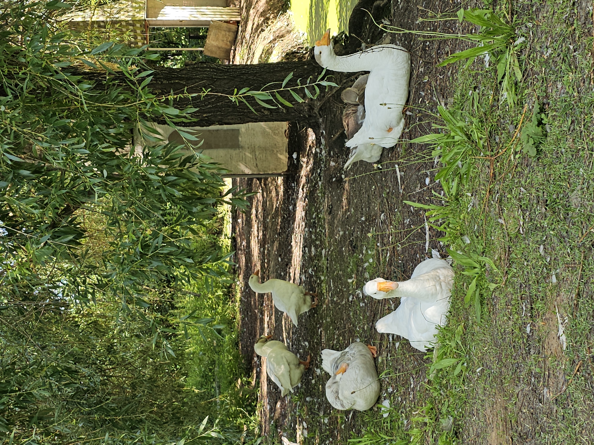 The image depicts a rural outdoor scene at a location in Ulitkino, Russia, featuring several white domestic geese near a body of water and under the shade of a weeping willow tree. In the foreground, two white geese are resting on the grassy ground; one is lying down with its head turned away from the camera, and another is sitting upright and looking directly at the viewer. Behind them, another white goose is also lying down. Further back, two more geese are standing. The ground is covered with dirt, grass, and scattered white feathers. The weeping willow tree dominates the upper portion of the image, with its long, drooping branches casting shade. To the right of the tree, a small, murky green body of water is visible, bordered by a muddy bank. In the background, there is a light-colored structure that appears to be a shed or part of a building, and hints of other vegetation. The overall atmosphere is one of a tranquil, natural setting.