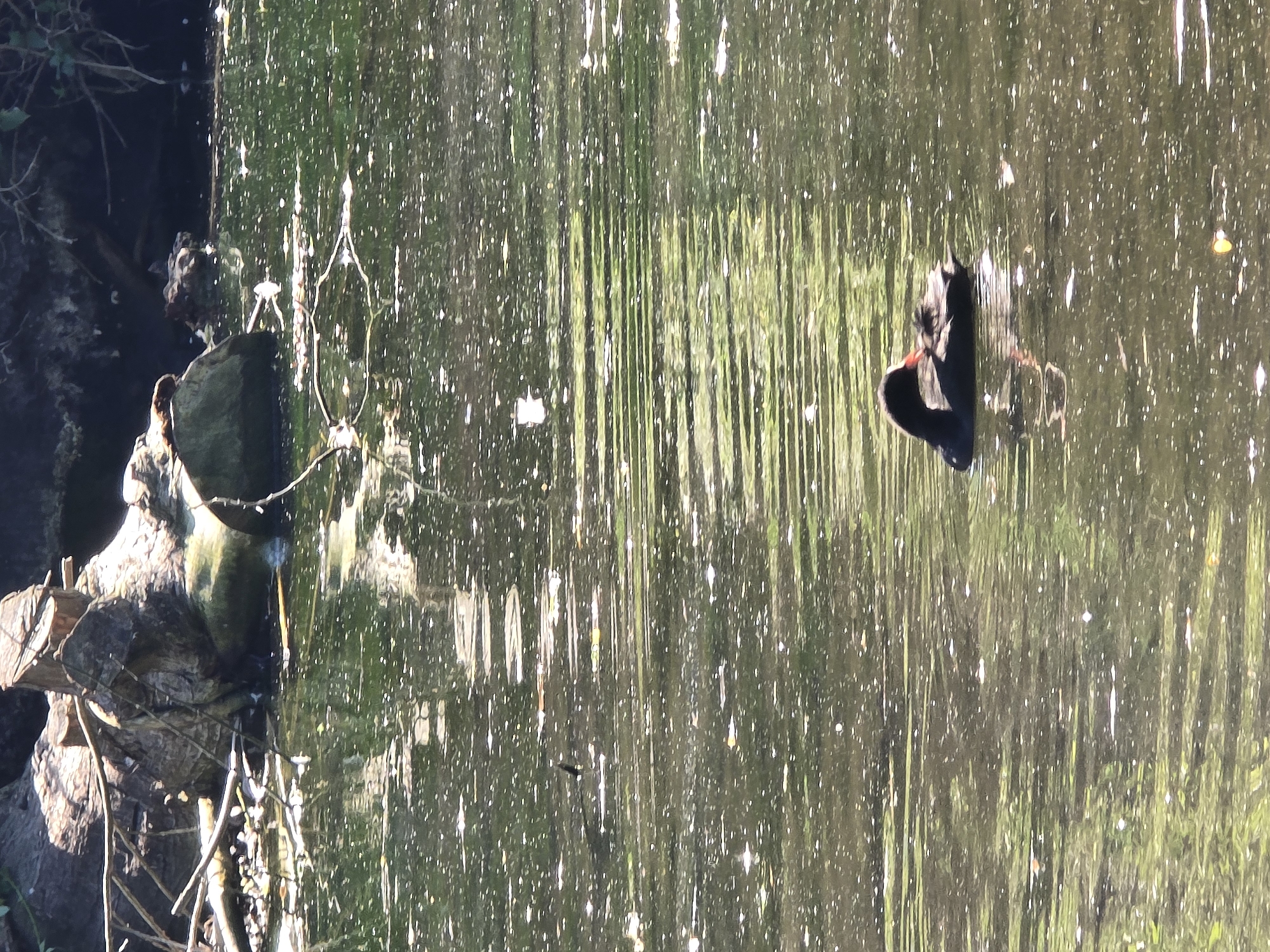 A black duck with a red beak is swimming in a pond. The pond water is murky and reflects the surrounding trees. Debris such as logs and branches are visible near the edge of the pond, and small white specks are scattered across the surface of the water, which could be foam or other floating matter. The overall scene suggests a natural setting within a park or wooded area. This image was taken in Hampstead Heath, London.