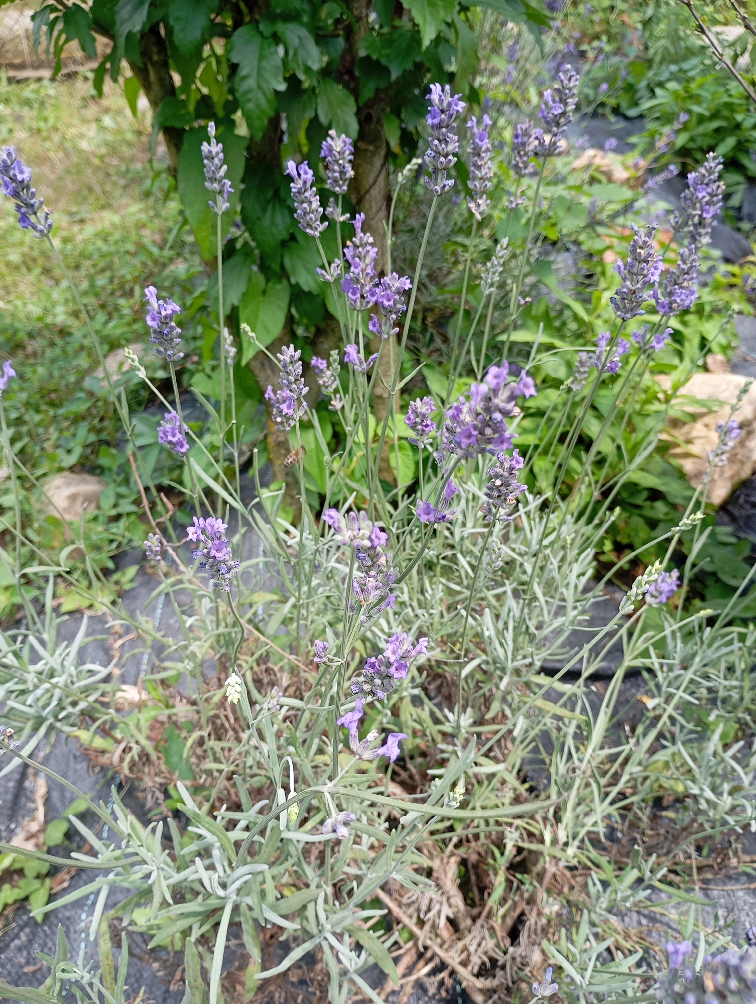 This image captures a close-up view of lavender plants in bloom. The subjects are the lavender plants themselves, with their characteristic purple flower spikes and silvery-green foliage. The scene is a garden or natural setting, indicated by the presence of other greenery, a tree trunk, and some rocks in the background. The plants are growing in what appears to be soil covered with black landscaping fabric.
There is no specific activity or event taking place; the image focuses on the static beauty of the plants. Notable details include the delicate nature of the lavender flowers and the soft texture of the leaves. The lighting suggests it is daytime, likely a sunny or partly cloudy day, given the clear visibility and natural illumination. There are no visible text elements in the image. The overall impression is one of natural tranquility and the beauty of a blooming garden. The location context provided is Lesogorskaya, Russia, which informs the type of flora that might be found in such a region.