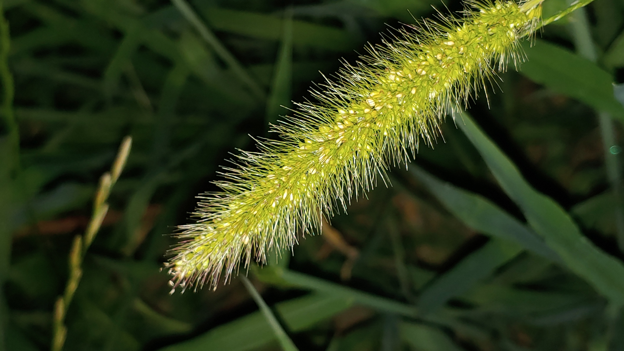 A close-up, eye-level shot focuses on a vibrant green foxtail grass seed head. The seed head, angled from the bottom right to the upper left, is covered in numerous small, pale yellow seeds and surrounded by bristly, hair-like structures. The background is a blur of dark green foliage, suggesting an outdoor environment, possibly a park or garden. The lighting highlights the texture and detail of the seed head, with some areas appearing slightly overexposed. There is no indication of the specific location within Mukachevo, Ukraine, nor are there any people or specific actions depicted.