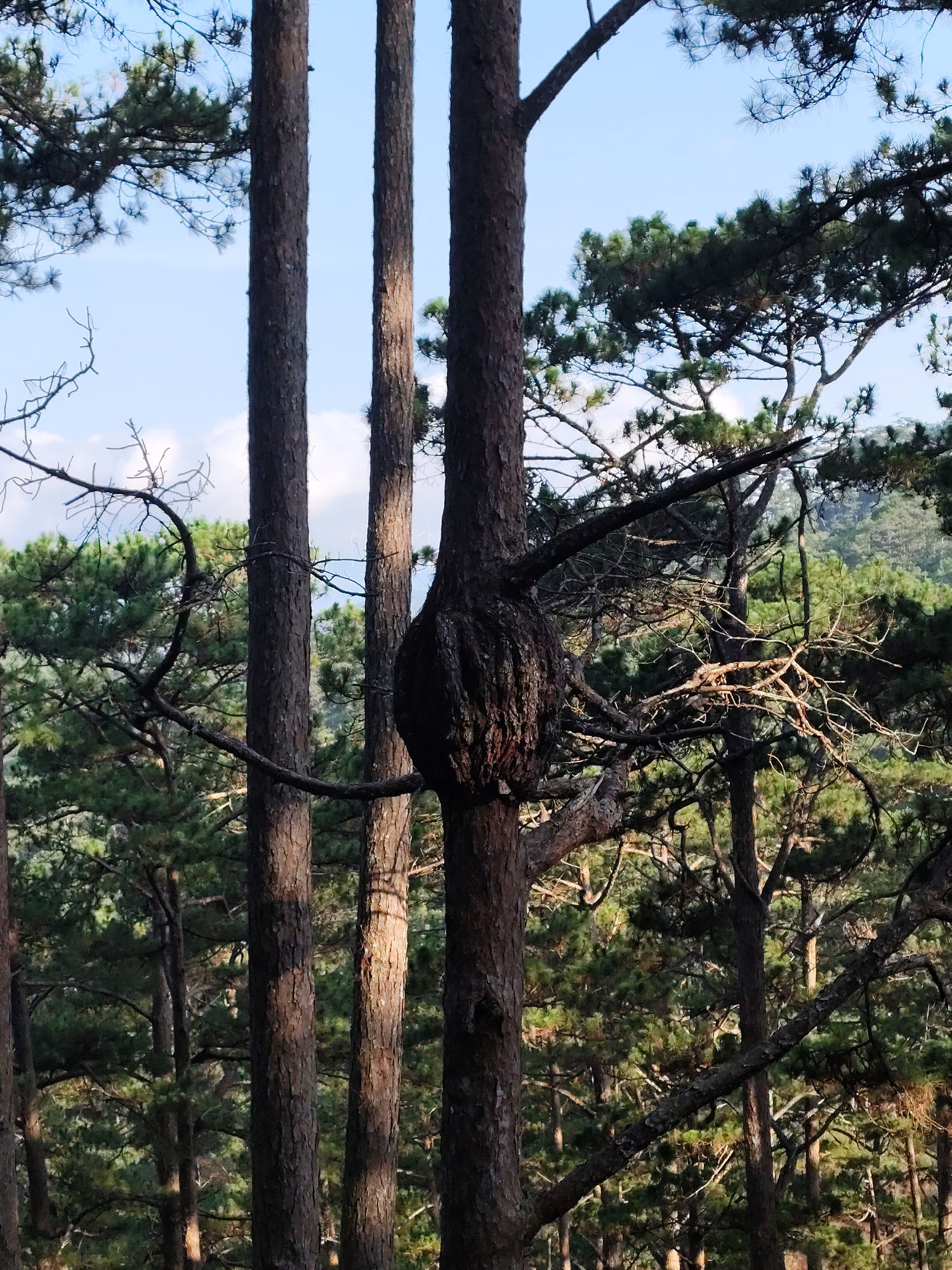 The image depicts a pine forest in Đa Thọ, Vietnam. Three prominent pine tree trunks are visible in the foreground. The middle tree has a large, dark burl or growth on its trunk. Branches extend from the burl and other parts of the tree, intermingling with the surrounding trees. Other trees are visible in the background, creating a dense forest canopy. The sky is light blue with some clouds visible through the branches. The lighting suggests it is daytime, with shadows cast on the tree trunks.