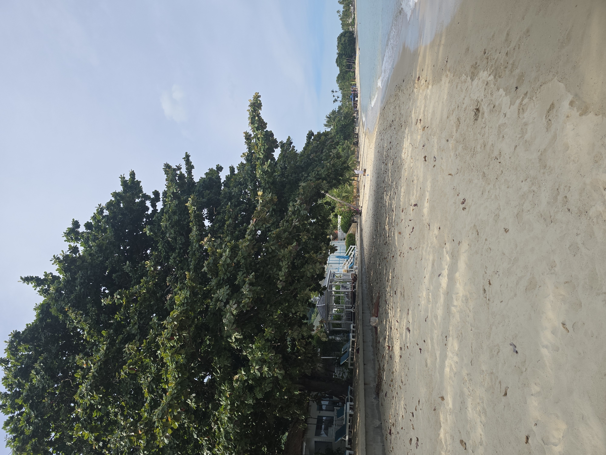 This media file depicts a sunny day at a tropical beach. The scene is dominated by a large, leafy green tree on the left side of the frame, its branches reaching towards a clear, light blue sky with a few wispy clouds. The sandy beach stretches out to the right, meeting the gentle turquoise waves of the ocean. Sunlight casts dappled shadows on the sand, suggesting it's either morning or late afternoon.
Along the edge of the beach, there's a pathway with lounge chairs and some small structures, hinting at a resort or a well-maintained public beach area. The foliage of the tree and other greenery behind it suggest a warm, possibly humid climate. The presence of lounge chairs indicates a setting geared towards relaxation and leisure.
There are no people clearly visible in the foreground, though there might be distant figures suggested by the activity in the area. The overall mood is serene and peaceful, capturing the essence of a tranquil beach day. There is no visible text in the image.