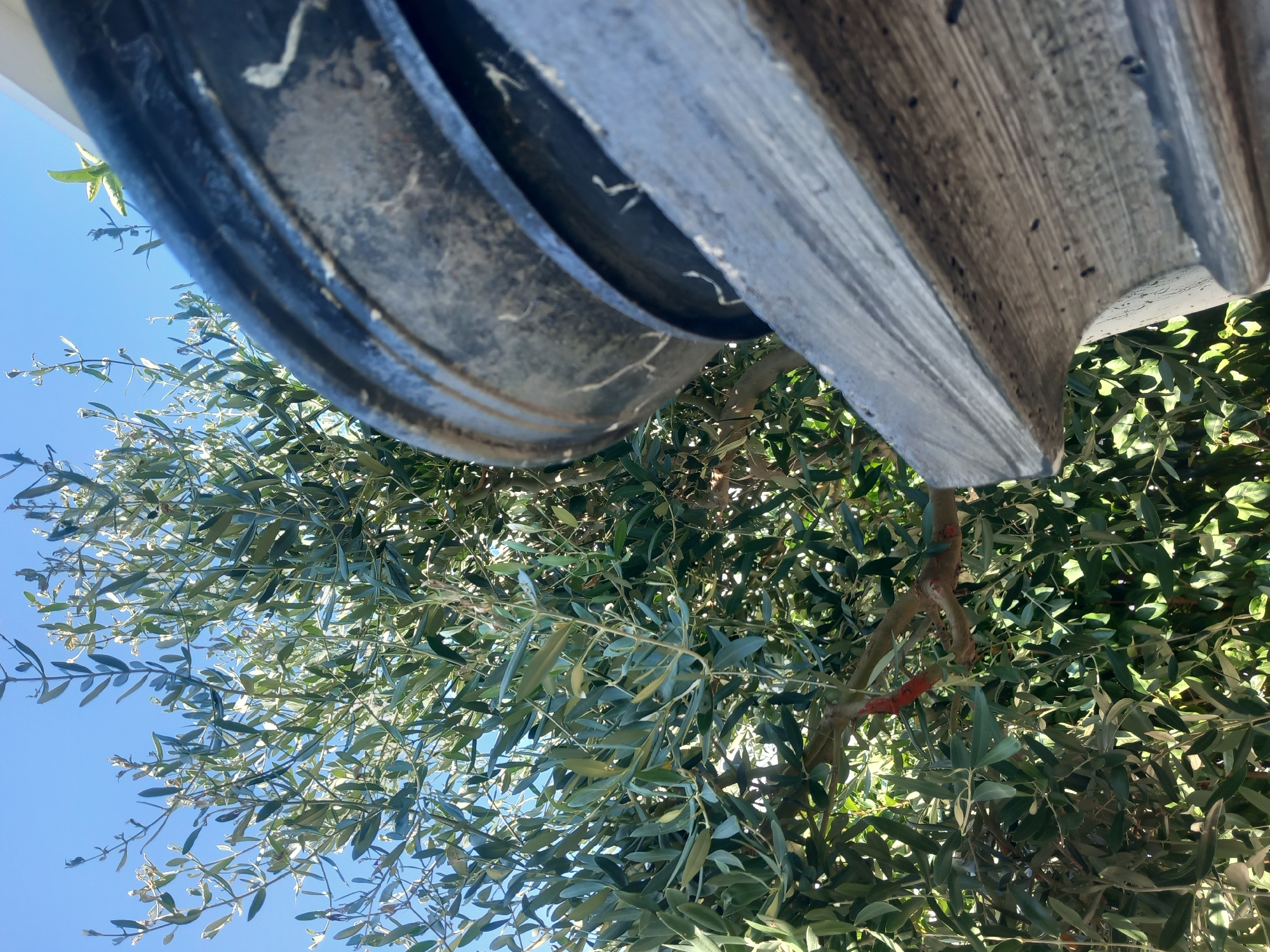 An olive tree with green leaves and branches is visible against a clear blue sky. In the foreground, a dark, cylindrical object, possibly a planter or a pot, is partially visible. A weathered, grey, rectangular structure, which appears to be made of concrete or stone, is positioned in front of the planter and the tree. The image is taken from a low angle, looking upwards.