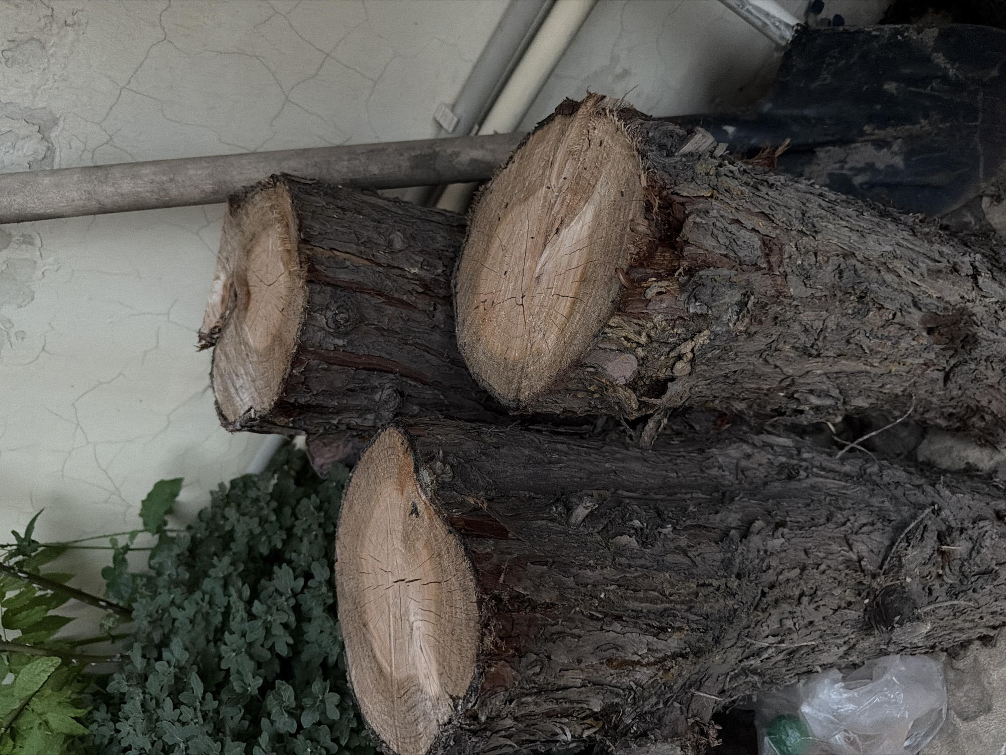 The image displays a close-up, eye-level view of several cut logs stacked in an outdoor setting. The logs are thick and appear to be made of hardwood, with rough, dark bark and visible growth rings on their cut ends. The cut surfaces are a lighter, yellowish-brown color and show a natural, dry texture.
The logs are positioned horizontally in the frame, with some overlapping. In the background, a textured, light-colored wall with visible cracks runs along the top and left side of the image. A thin, grey pipe runs horizontally across the upper part of the frame, in front of the wall. To the left and bottom of the logs, there is a dense patch of green foliage, suggesting the presence of plants or shrubs. A small portion of what appears to be a black object, possibly a tool or part of equipment, is visible on the right side of the frame, behind the logs. At the very bottom right, a crumpled white plastic bag is partially visible.
The lighting appears to be natural daylight, casting soft shadows. There are no people visible in the image, nor any discernible text. The scene suggests a rustic or storage area, possibly a backyard or shed. The overall impression is one of natural materials and simple storage.