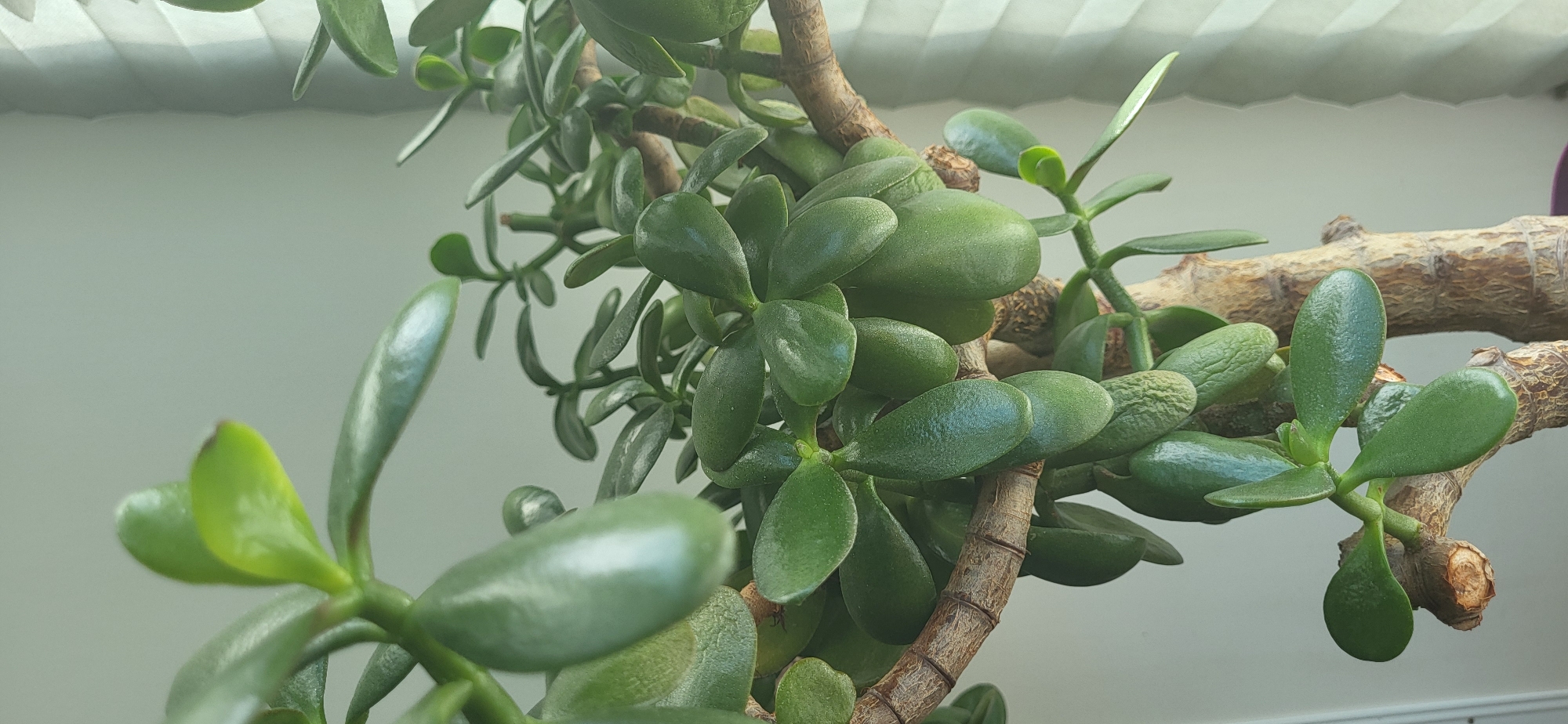 A close-up, vertical, eye-level shot shows the thick, woody branches and glossy green leaves of a jade plant indoors. The plant is positioned in front of a light-colored wall with vertical blinds on the right side of the frame, indicating natural light is entering from the right. The jade plant's trunk is rough and textured, with some branches showing evidence of pruning. The leaves are ovate, succulent, and reflect the light, giving them a polished appearance. Some leaves exhibit slight discoloration or browning at the edges. The overall impression is of a healthy, well-established houseplant. This plant is located in the city of Slavyanka, Russia.