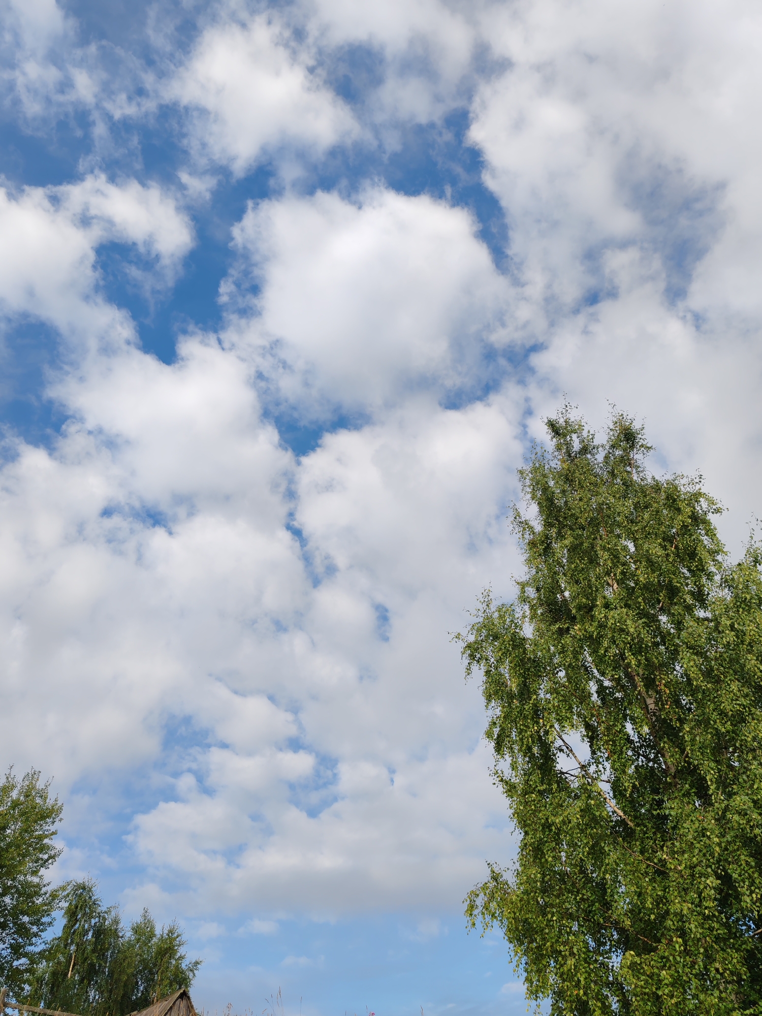 A low-angle, full shot captures a bright blue sky dotted with fluffy white cumulus clouds. To the right, the upper portion of a tall birch tree with lush green leaves dominates the frame, its branches reaching upwards. In the bottom left corner, the tops of other trees and a small section of a wooden roof of a building are visible. The scene appears to be set outdoors in a natural or rural environment, possibly in the city of Chukhloma, Russia, given the context. There are no people or animals visible in the image. The lighting suggests it is daytime, with the sun illuminating the clouds and foliage.