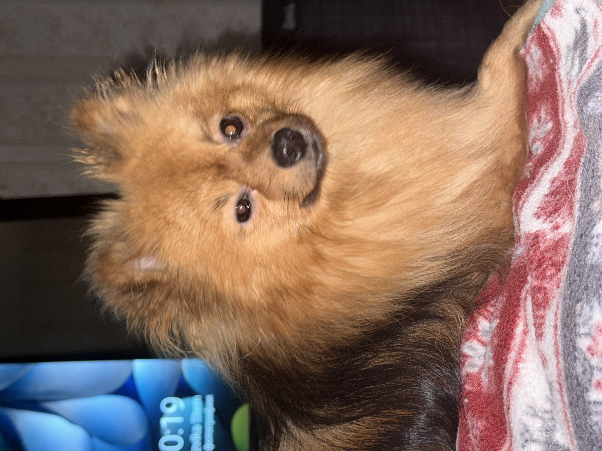 This media file, rotated 90 degrees clockwise, features a small, fluffy dog with reddish-brown fur, transitioning to darker brown/black on its body and tail. The dog's head is positioned on the left side of the frame, with its snout pointing towards the right. Its dark, reflective eyes and black nose are clearly visible, conveying a calm or curious expression.
The dog appears to be resting against a patterned blanket, visible on the right side of the image. The blanket features a design in red, white, and grey tones. In the lower-left corner, part of an electronic device screen is visible. The screen displays the time "0:19" (indicating 12:19 AM or 00:19 AM) against a blurry blue abstract background. Below the time, partial text is visible: "Zvuka Skan..." and below that, very faint "She". Given the location context of Khimki, Russia, "Zvuka Skan..." is likely Russian, possibly related to sound or scanning. The overall setting appears to be indoors with low light, consistent with the nighttime hour displayed on the screen.