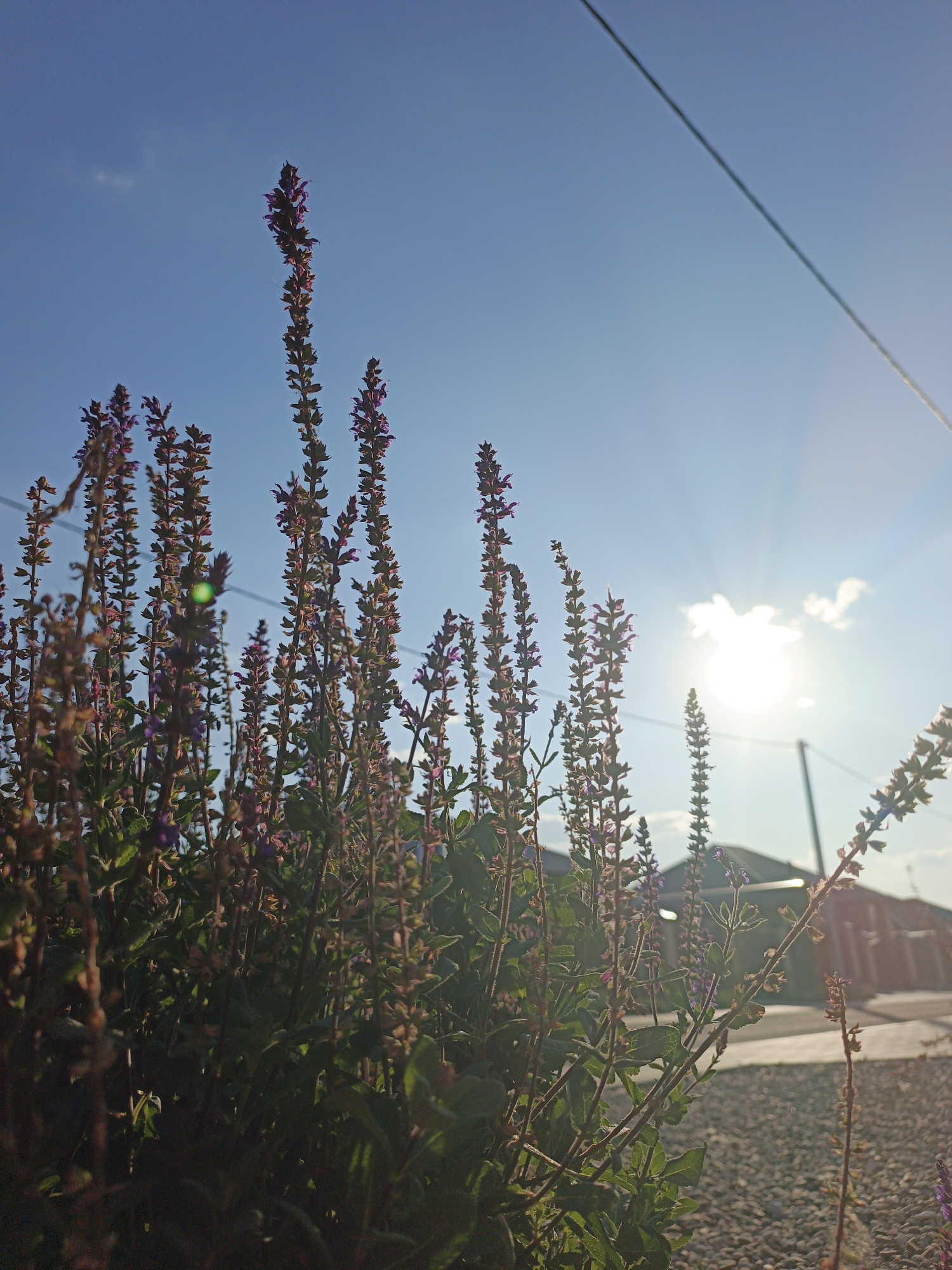 A low-angle shot captures a cluster of tall, slender plants with small purple flowers against a bright blue sky in Repnoe, Russia. The sun is partially obscured by a thin cloud, casting a strong glare and creating sunburst rays. A single utility wire stretches diagonally across the upper right portion of the frame. In the background, a building with a dark roof is visible, along with a light-colored gravel surface. No people or animals are present in the image.