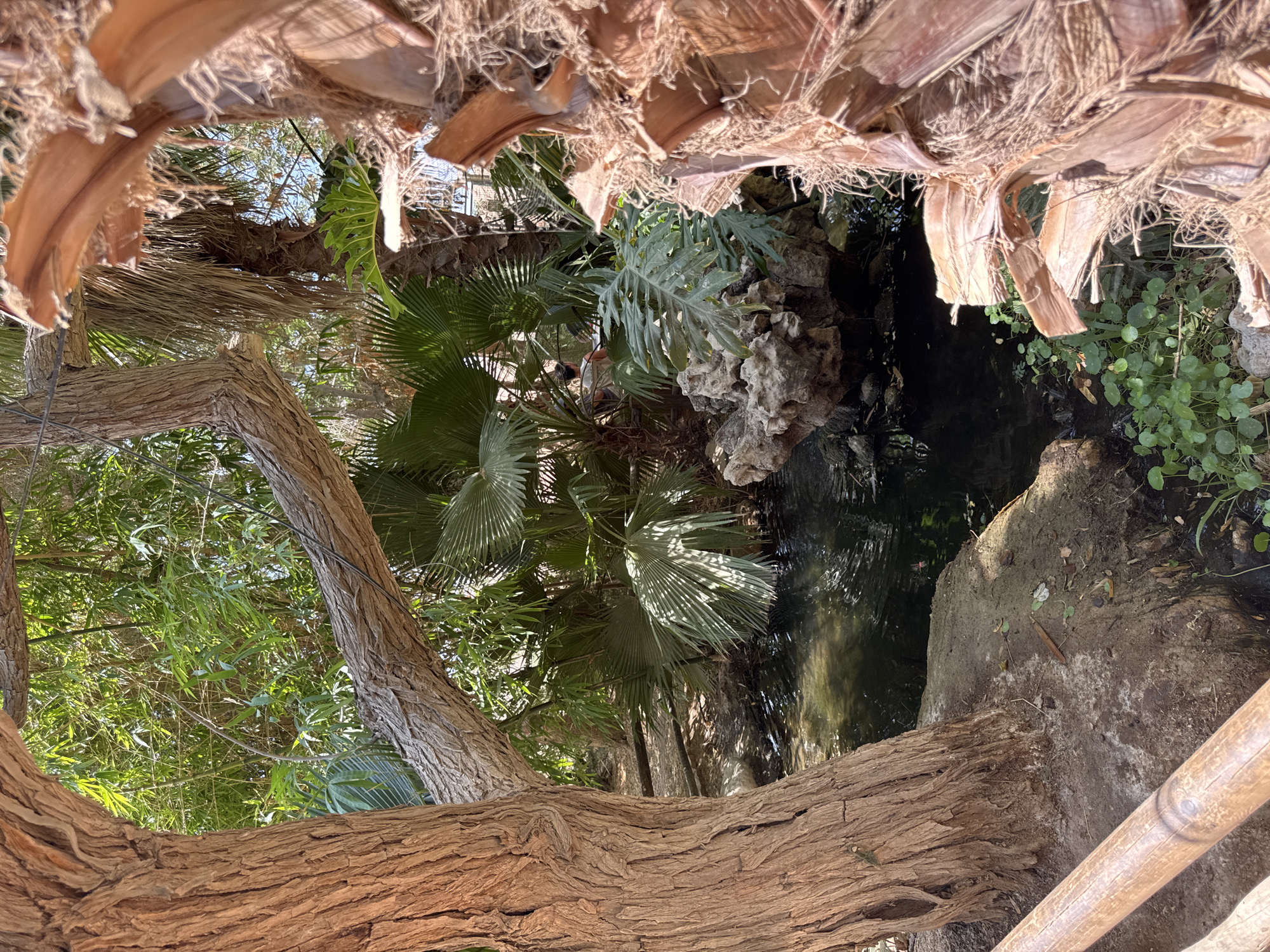 The image shows a naturalistic scene with a small body of dark water surrounded by lush vegetation and trees, likely within a zoo or botanical garden setting in the Hevel Eilot Regional Council, Israel. In the foreground, a large, textured tree trunk occupies the left side of the frame, its bark rough and deeply grooved. To the right, a portion of a palm tree trunk with fibrous, dried fronds is visible, providing a contrasting texture.

The water is calm, reflecting the dense foliage above. Various types of plants are present, including fan-like palm fronds and bamboo stalks that create a layered effect, suggesting a tropical or subtropical climate. Some weathered rocks are partially submerged or at the water's edge, adding to the naturalistic aesthetic. A wooden railing is visible in the lower left corner, indicating a viewing area or pathway. In the background, a person with short brown hair, wearing a light-colored shirt, is partially visible, walking away from the camera, adding a sense of scale and activity to the scene. The overall impression is one of a tranquil, shaded oasis within a warm climate.