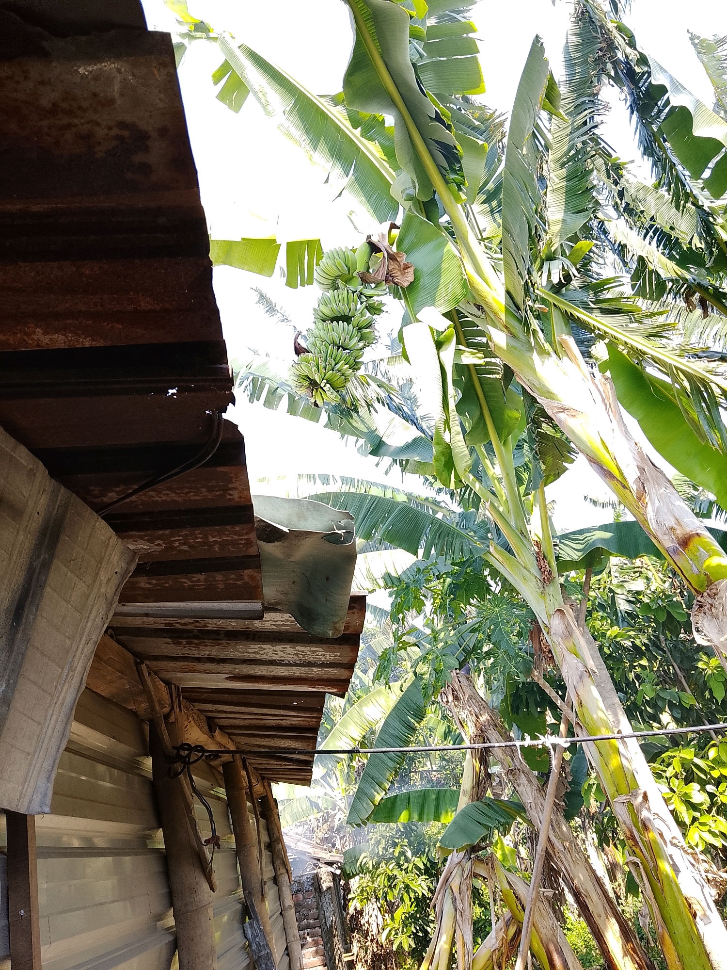 This image depicts a natural setting with a rustic shelter on the left. The shelter is constructed from corrugated metal and aged wood, with visible supports and a section of rusty, corrugated roofing. Adjacent to the shelter, a cluster of green bananas hangs from a banana tree. The background is dominated by lush green foliage, primarily from banana trees, with their large leaves creating a dense canopy. The scene appears to be an outdoor environment, likely rural, given the natural vegetation and the simple construction of the shelter. The lighting suggests it is daytime, with bright sunlight filtering through the leaves.