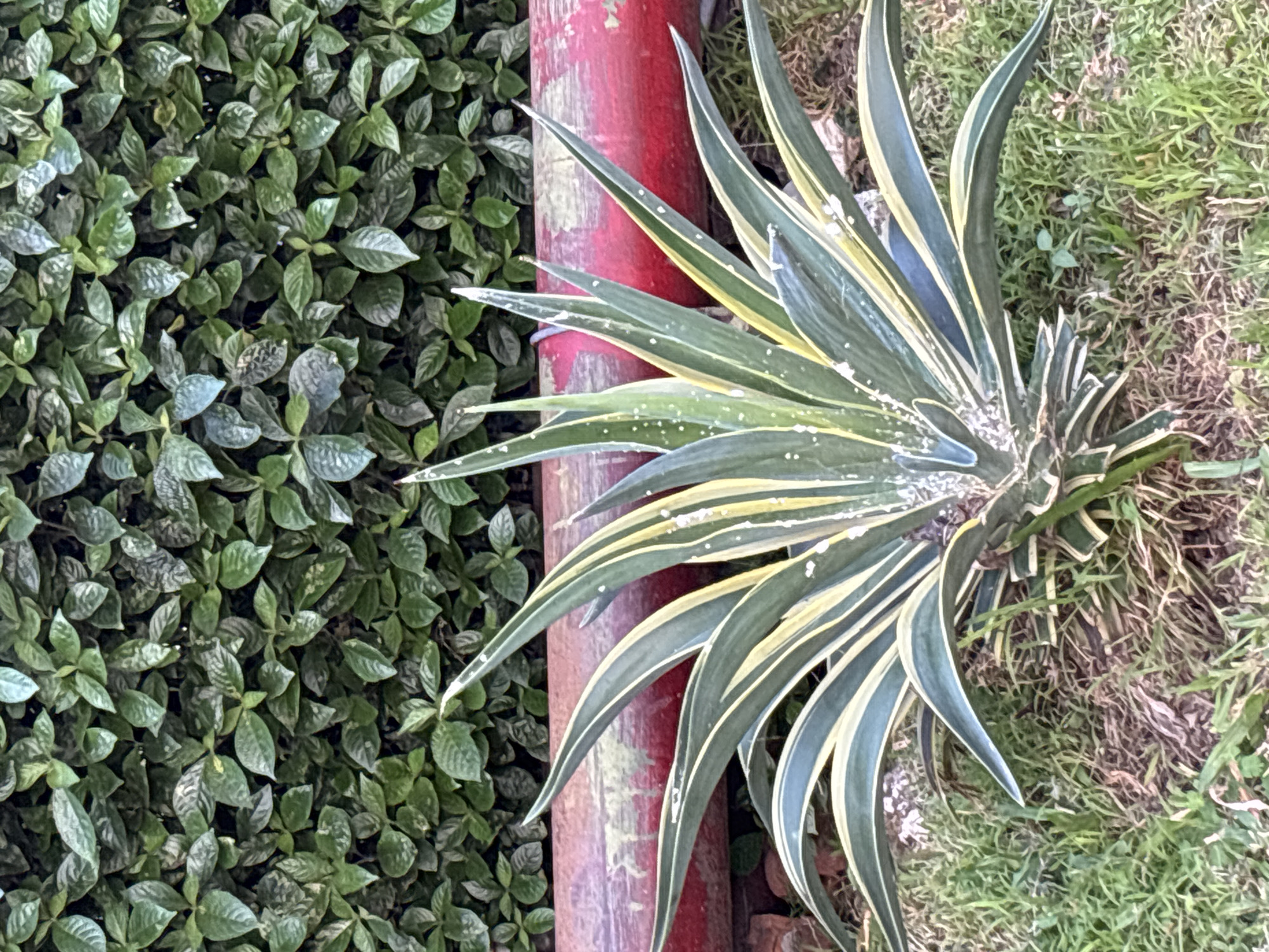 The image shows a medium-sized agave plant with long, spiky leaves, bordered by a red cylindrical object, in front of a dense green hedge. The agave plant has dark green leaves with yellowish-white stripes and appears to have some white powdery residue on its leaves. The red object is horizontal and appears to be a pipe or a painted log, showing some wear and tear. The background consists of a tightly packed hedge of green leaves. The ground in front of the hedge is covered with grass and dry soil. The scene is outdoors, possibly in a garden or park. There are no people visible in the image. The lighting suggests it is daytime. The image does not contain enough information to identify its specific location within the city of Cirebon, Indonesia.