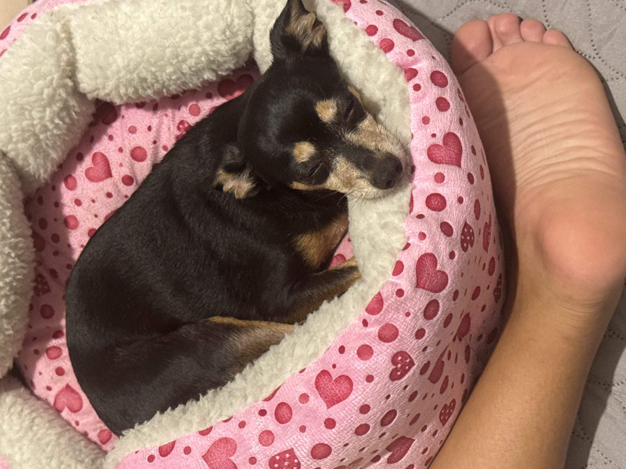 An overhead shot shows a small black and tan dog sleeping curled up in a pink dog bed with a heart pattern. The dog's eyes are closed and its head is resting on the edge of the bed. A human foot is visible in the foreground, positioned to the left of the dog bed. The background is a gray textured surface. The image does not provide any information about a specific location in Sofia, Bulgaria.