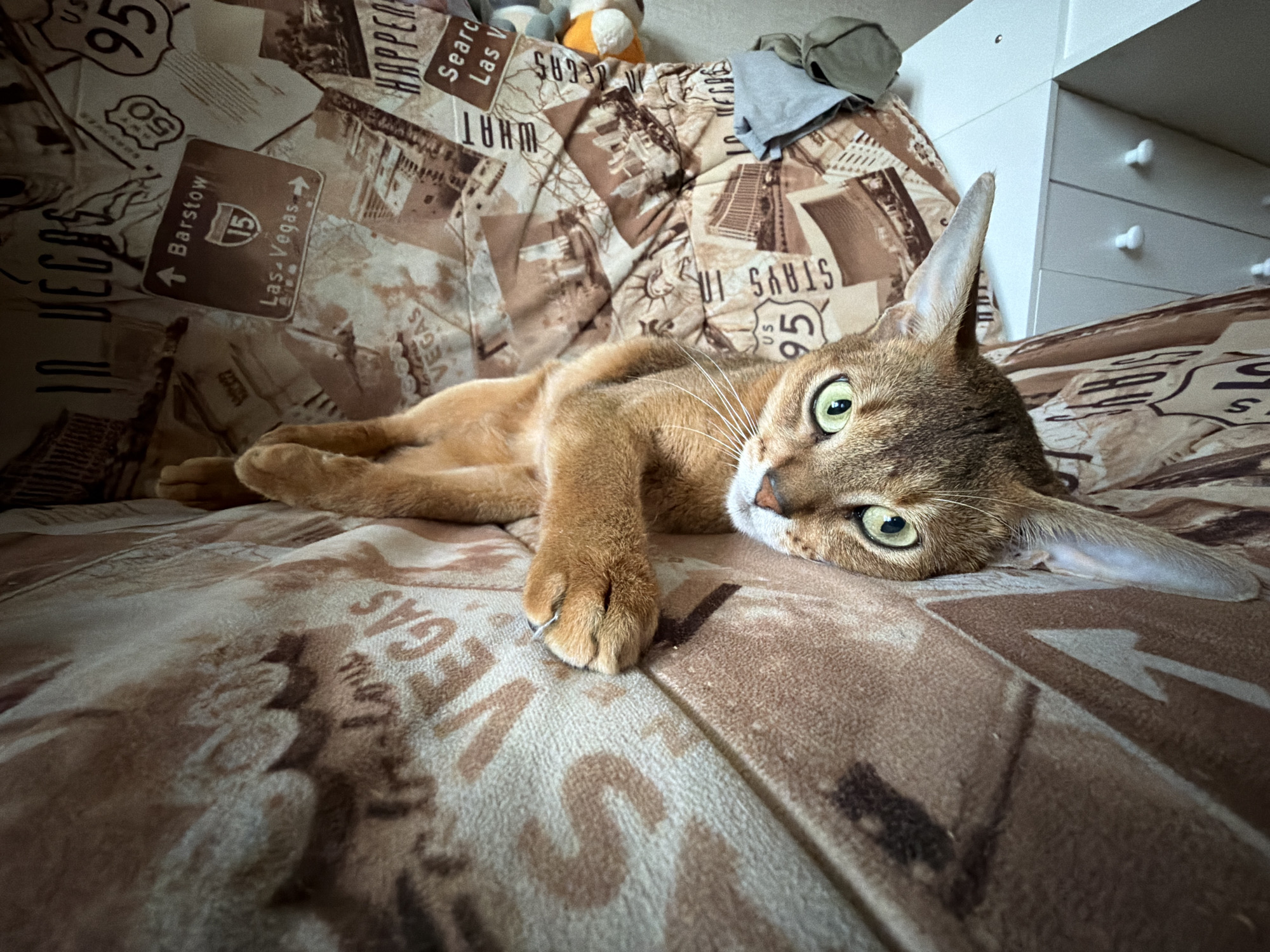 A close-up shot depicts an Abyssinian cat lying on a bedspread. The bedspread is patterned with images associated with Las Vegas, including route signs and the city's name. The cat is positioned on its side, with its head resting on the bedspread and one front paw extended. The cat's fur is a warm golden-brown, and it has large, alert green eyes. Part of a white dresser is visible in the upper right corner of the image, and some soft toys and clothing items are in the background, near the head of the bed. The setting appears to be a home interior. There is no evidence of the city of Chaikovsky, Russia.
