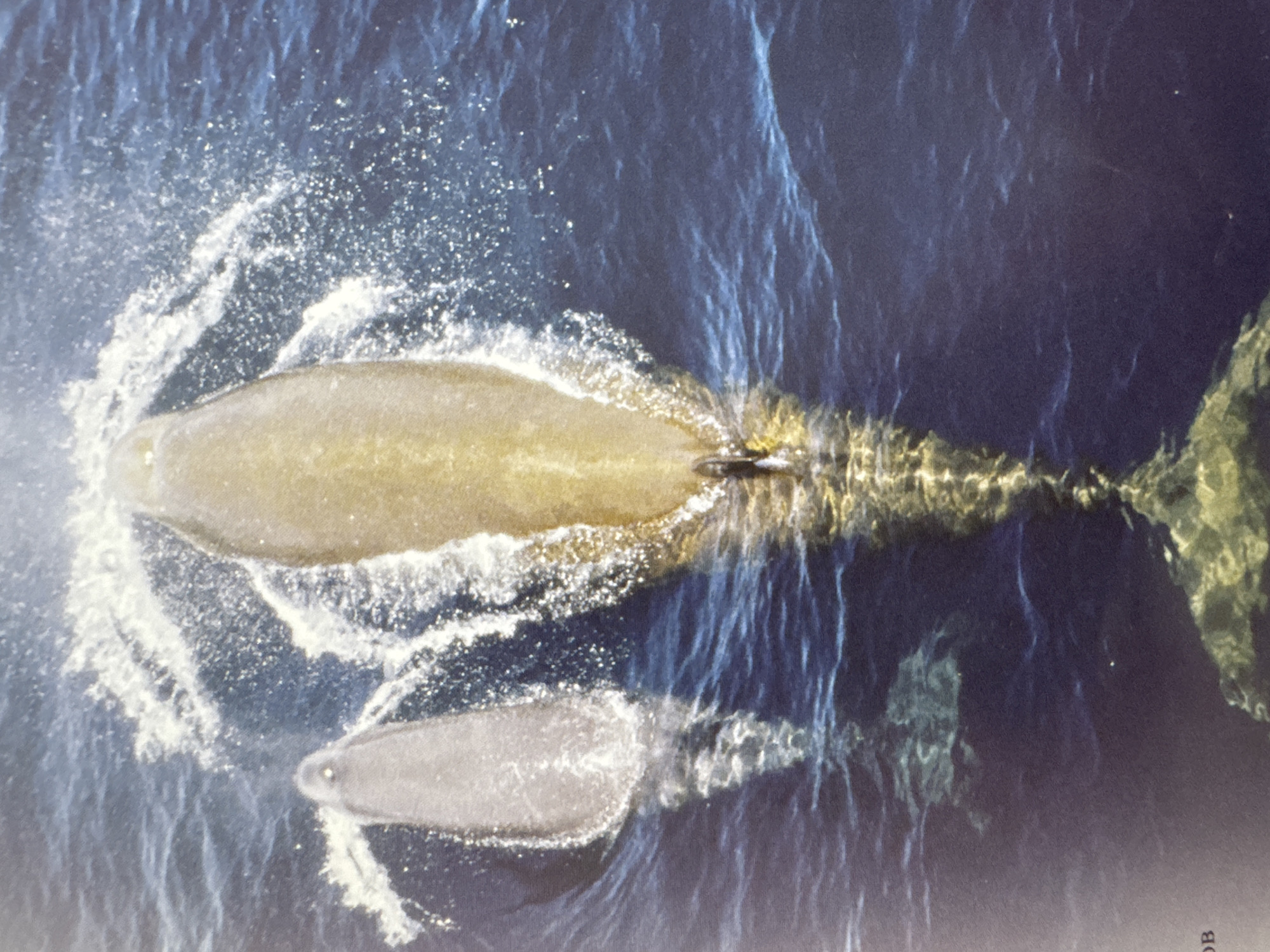 The image is an aerial view of two sperm whales swimming in deep blue water. The larger whale is in the foreground, its body elongated and its tail flukes submerged. It is creating a significant amount of spray and turbulence as it moves. A smaller whale, presumably a calf, swims to the left of the larger whale, also creating some spray. The water is choppy, indicating movement. There is no indication of the city of Gandia, Spain, in this image. The scene is entirely focused on the marine environment and the whales.