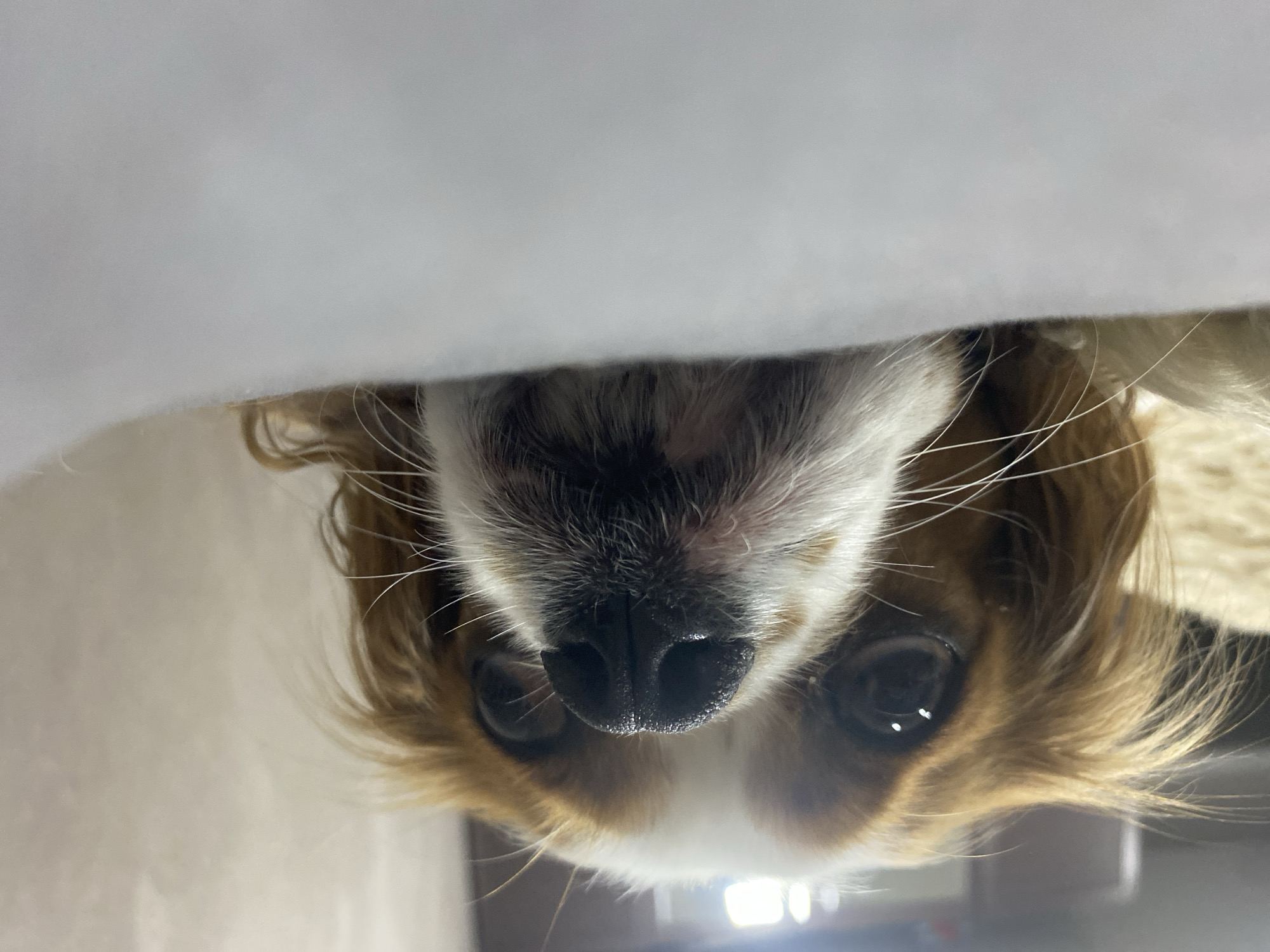 A close-up, low-angle shot features the head of a Blenheim Cavalier King Charles Spaniel peeking over a soft, white textile surface that occupies the lower half of the frame. The dog's prominent black, textured nose is in the central foreground, with visible nostrils. Its dark, reflective eyes display distinct light source reflections, conveying a focused or curious gaze. White whiskers extend from the muzzle. The dog's fur is a combination of brown and white. The background is out of focus, showing indistinct light-colored shapes and reflections on the right and a textured beige surface on the left. The scene is set indoors, in Unknown, Unknown.