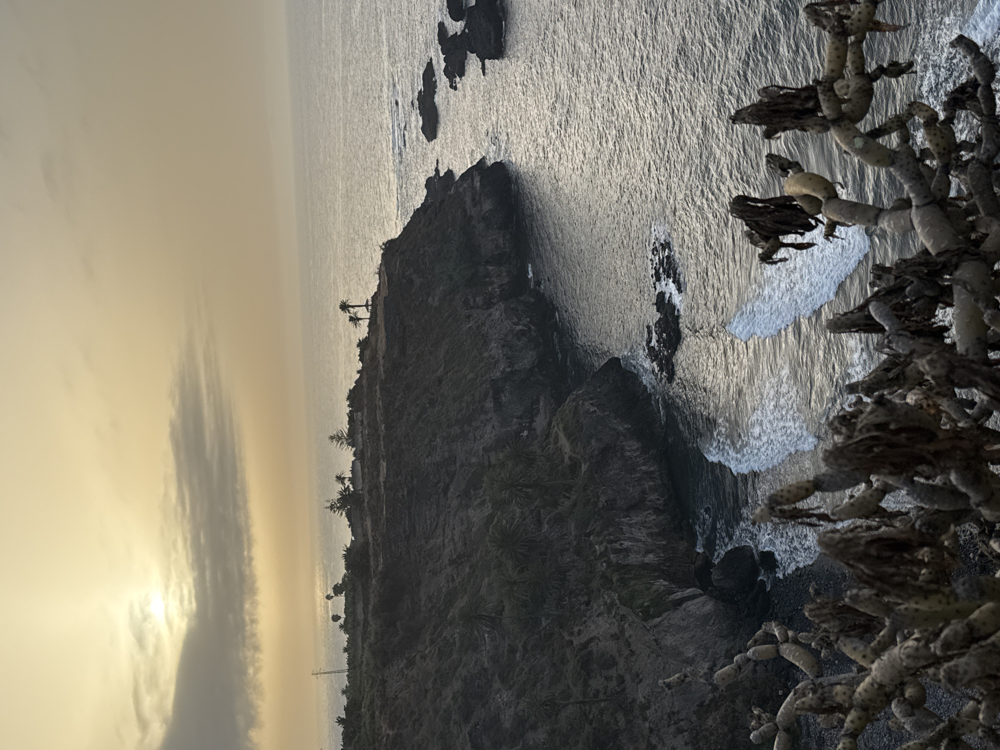A low-angle, full shot captures a coastal scene at dusk. The sky is a hazy yellow with a muted sun breaking through light clouds on the left. The ocean, a dull gray, meets a dark, rocky cliff face that juts into the water on the right. Waves crash against the shore at the base of the cliff, creating white foam. In the foreground, a dried, thorny plant with fleshy, segmented stems occupies the bottom of the frame, its branches reaching upwards and obscuring some of the view. Scattered dark rocks emerge from the water to the right of the cliff. The cliff itself is covered in sparse vegetation, including palm trees. On the crest of the cliff, two palm trees stand near a small, indistinct structure. The overall atmosphere is somber and desolate.
