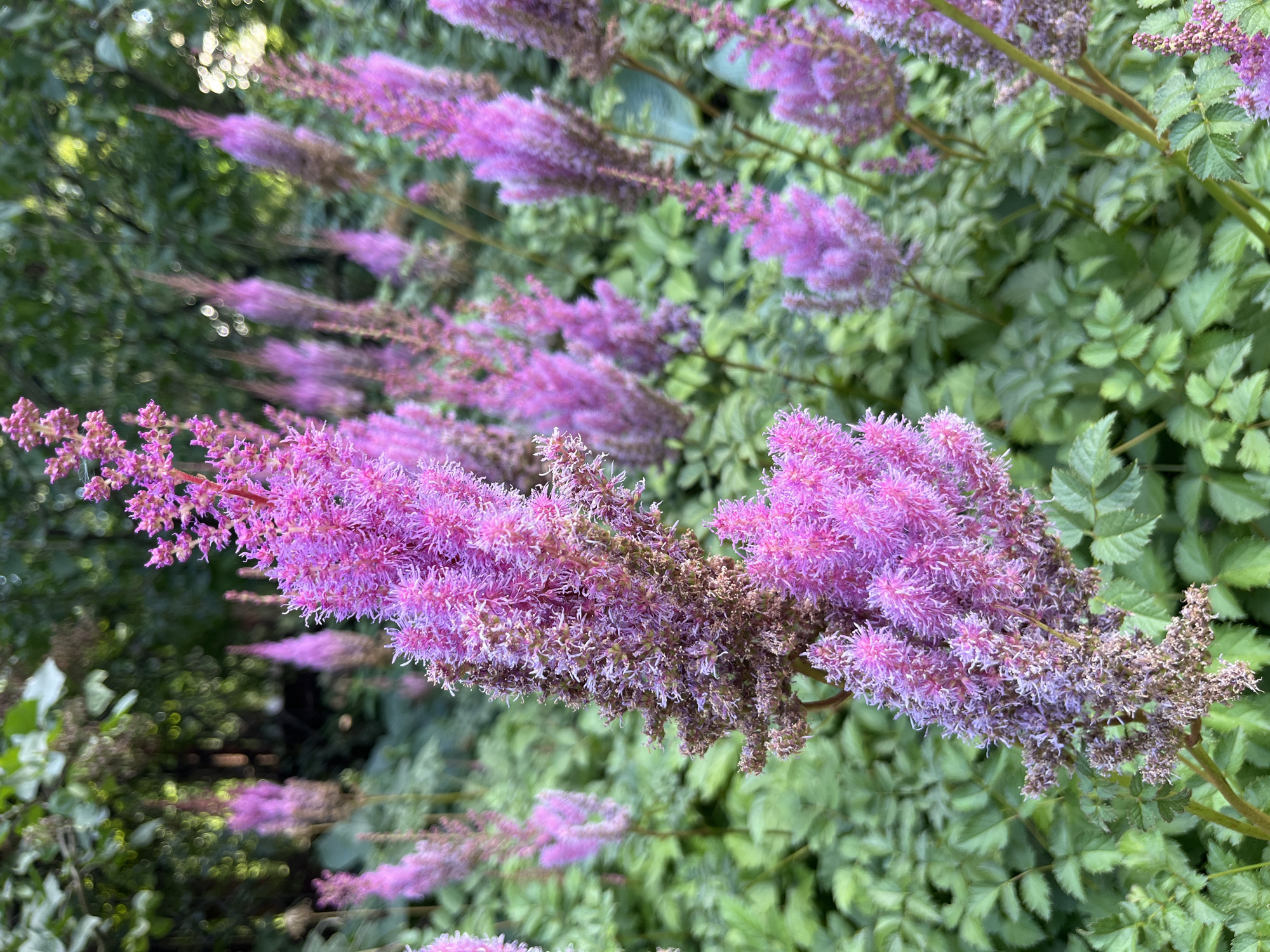 The image shows a close-up view of a cluster of pink Astilbe flowers in bloom. The flowers are feathery and appear to be in various stages of development, with some fully open and others still forming. The background is a blur of green foliage, suggesting a garden or park setting. The lighting is soft, indicating it may be daytime. There are no people or animals visible in the image. The overall impression is one of natural beauty and tranquility. This image was taken in Moscow, Russia.