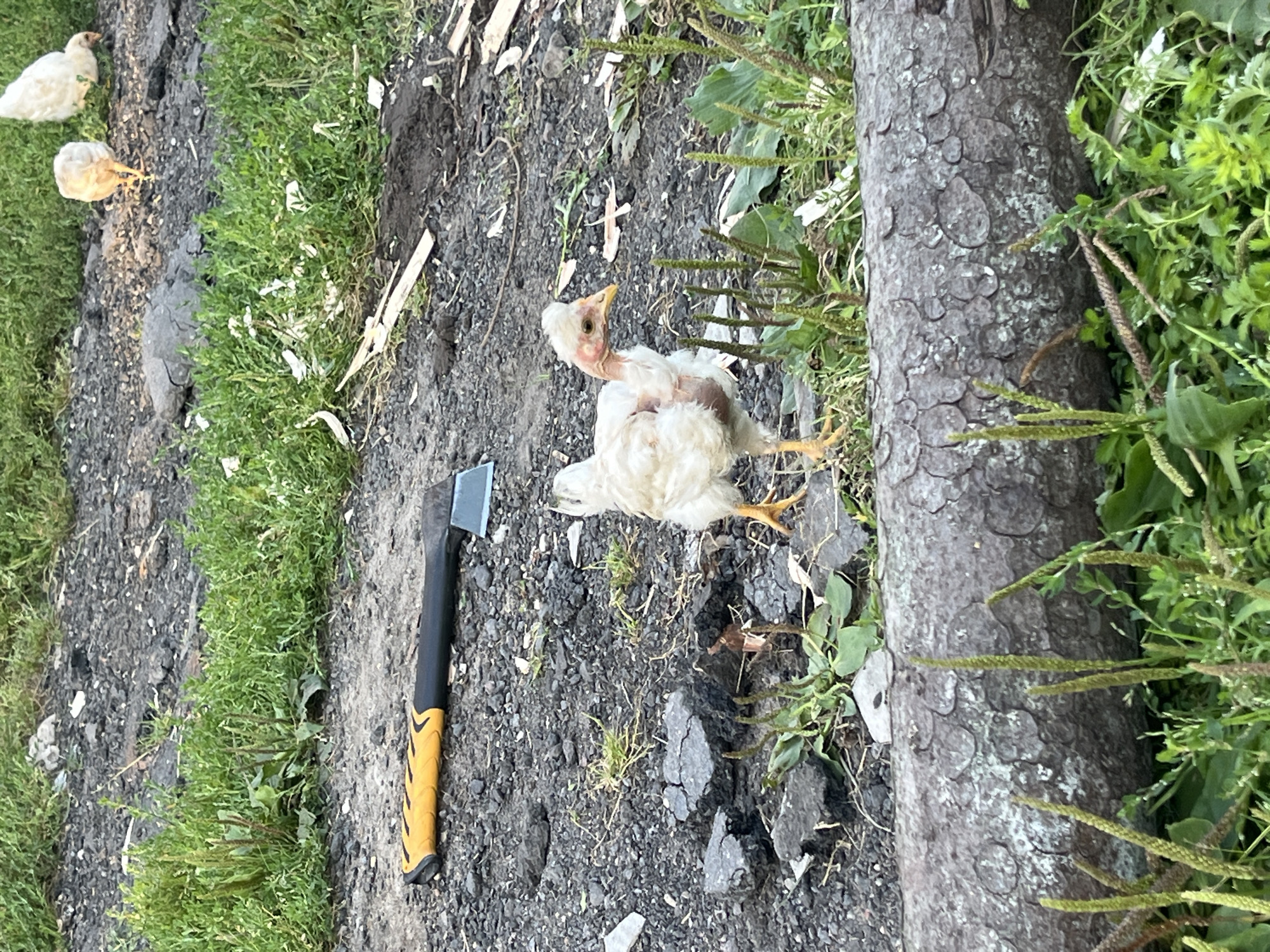 In the rural area of Dunilavichy, Belarus, an axe with a yellow and black handle lies on a patch of gravel and dirt. Nearby, a young, mostly white chicken with a pinkish-red neck stands on the gravel, surrounded by green grass and vegetation. In the background, other chickens are visible, along with more gravel, dirt, and scattered pieces of wood. A large, rough-barked log is in the foreground, partially obscuring the grass and vegetation.