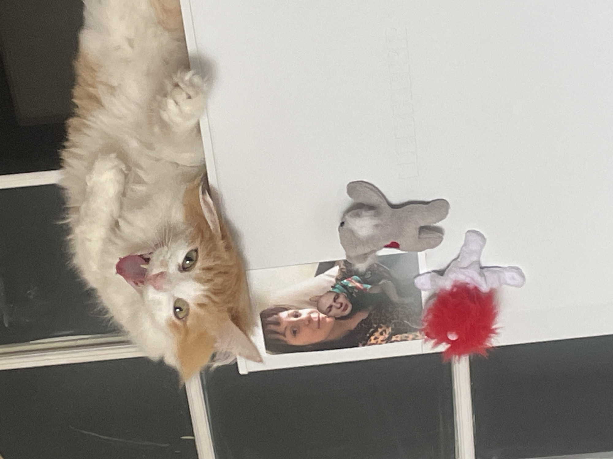 An orange and white fluffy cat is prominently featured, appearing upside down and looking directly at the camera with its tongue slightly out. The cat has bright green eyes and its paws are visible, suggesting it might be hanging or lying on an elevated surface.
Below the cat, on a white surface, are several objects. A framed photograph shows an adult female with dark hair wearing a leopard print top, holding a baby or young child who is dressed in green. To the right of the photograph, two stuffed toys are visible: one is a grey, rabbit-like creature, and the other is white with a round, fluffy red bottom, possibly resembling a gnome or similar whimsical figure.
The background behind the cat and the photograph is dark, possibly a window or a dimly lit area, with horizontal white lines that might be window frames or blinds. The overall image has an unusual, rotated perspective. Faint, illegible text is barely visible on the white surface to the right of the cat. The scene suggests a domestic setting, possibly a shelf, table, or windowsill.