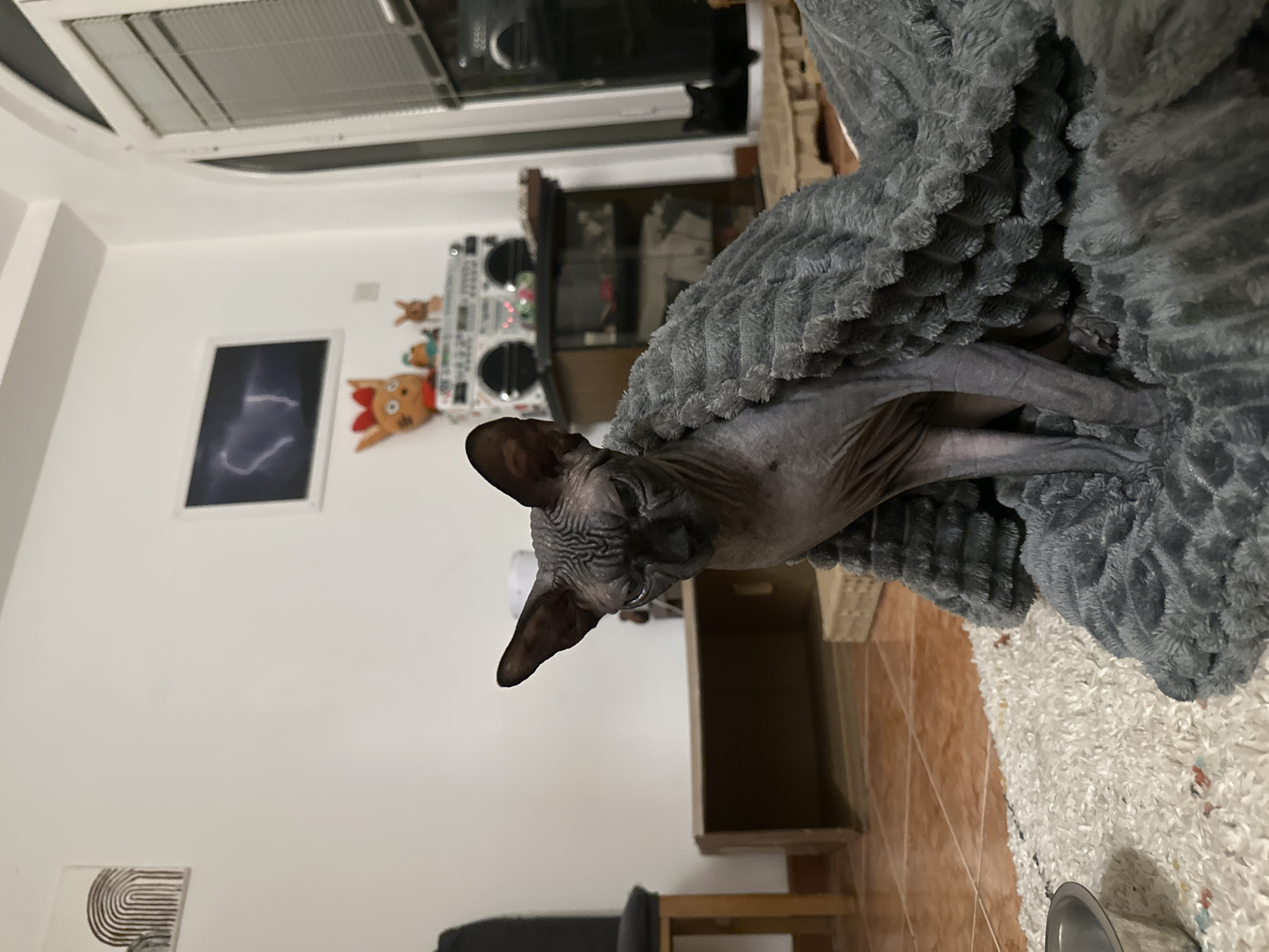 An indoor scene features a greyish-pink Sphynx cat resting in a cozy, grey, textured blanket or pet bed with a ripple-like pattern. The cat, characterized by its wrinkled skin, looks directly towards the viewer with a neutral and observant expression.
The setting appears to be a living room or bedroom with white walls. At the top of the frame, a ceiling-mounted air conditioning unit is visible. In the background, to the right of the cat, there is a wooden cabinet or shelving unit. On top of this unit, a prominent silver boombox-style stereo system is displayed, flanked by several small, colorful figurines, including what looks like a brown deer and other plush toys.
Two artworks adorn the white wall: one framed picture higher up, showcasing a white, abstract, possibly lightning-like shape against a dark background; and another smaller, abstract print with black and white concentric arcs, partially visible in the bottom left corner. The floor beneath the cat and furniture consists of light brown tiles and a section of white, textured rug or carpet with colorful flecks. The room is well-lit, suggesting either natural daylight or effective artificial lighting. No discernible text is visible in the image. The original image is oriented sideways, with the room's elements appearing rotated clockwise.