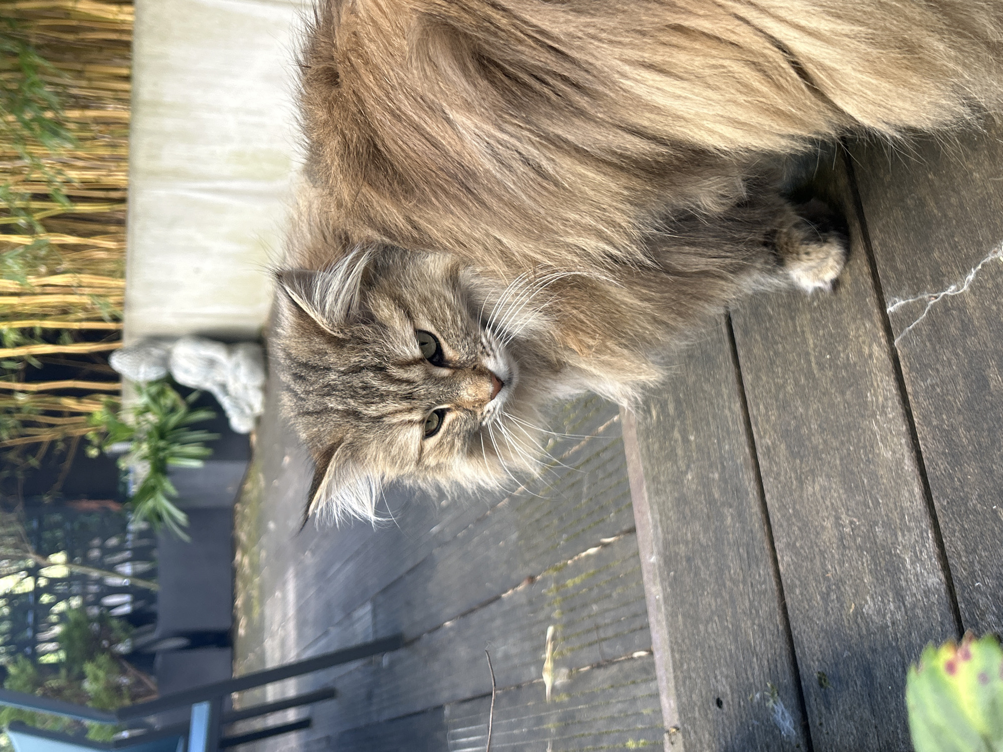 A long-haired brown tabby cat stands on a wooden deck. The cat is in the foreground, facing down and to the right, with its head tilted. Part of a building with a gray wall is visible in the background to the left, along with some green plants. A black metal railing is visible on the bottom left. The wooden deck is made of gray planks and has some moss growing on it. Given the architecture and flora, and proximity to a location with a building facade to the left, it is likely the image was taken in a residential area of Strasbourg, France.