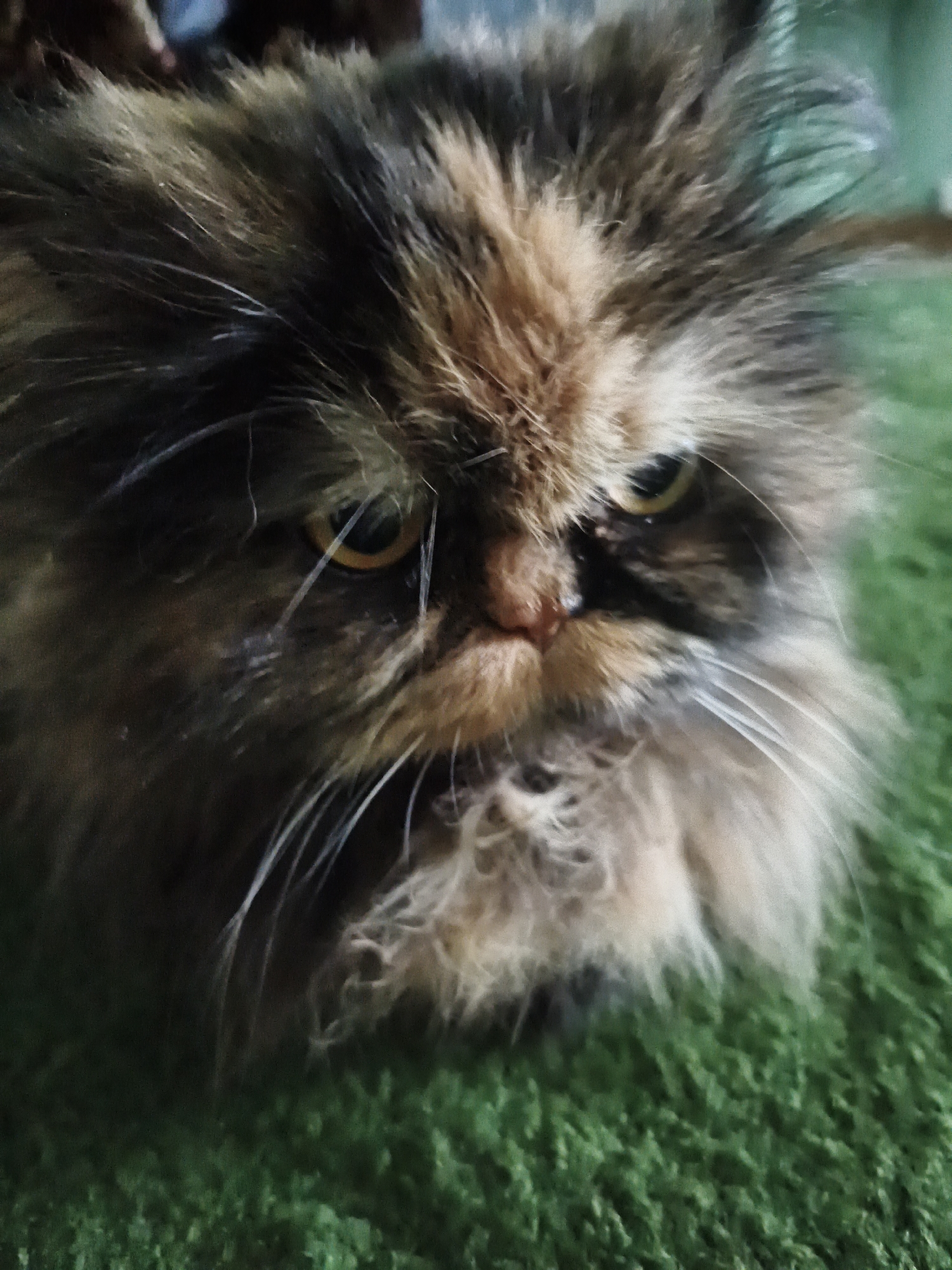 A close-up, low-angle shot features the face of a fluffy, tortoiseshell cat lying on a green, carpet-like surface. The cat's fur is a mixture of dark brown, black, and orange, with long, wispy strands framing its face. Its eyes, partially obscured by fur, appear to be yellow or amber. The cat's nose is pinkish-brown, and its mouth is a thin line. Prominent white whiskers extend outwards from its muzzle. The background is blurred, with hints of darker colors, possibly furniture or a person, at the top. The overall impression is of a close and intimate portrait of the feline.