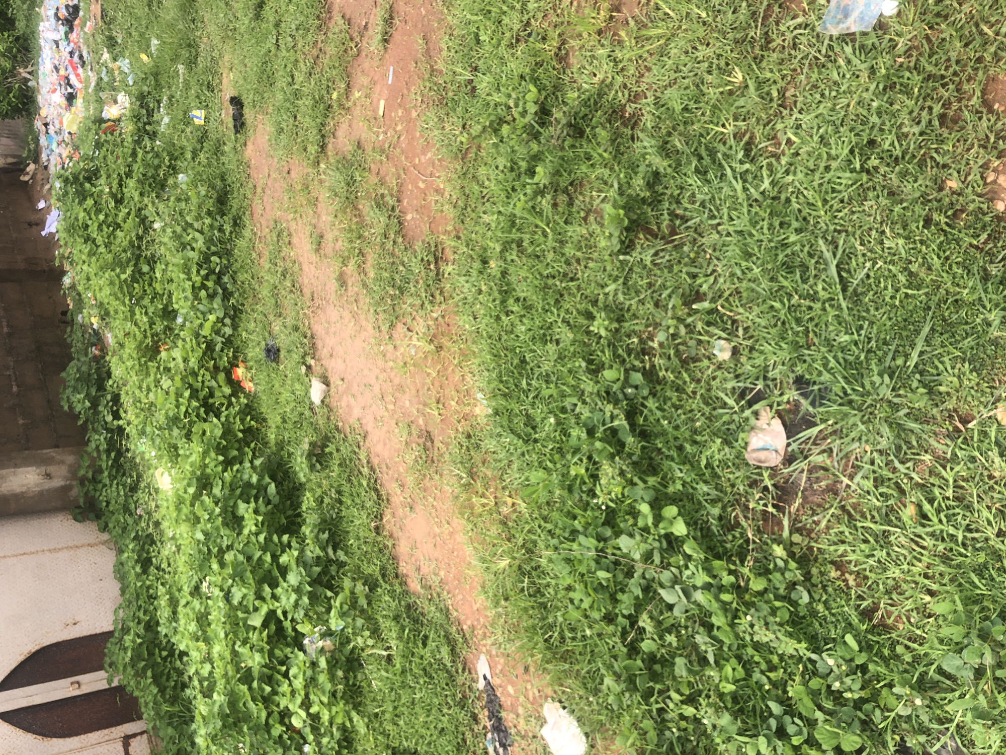 The image depicts a neglected urban environment in Wukari, Nigeria, characterized by overgrown vegetation and scattered refuse. In the background, a building wall and a large metal gate are visible. A significant portion of the scene is covered by dense green foliage, likely weeds or unkempt plants, which are interspersed with patches of exposed red earth. Litter, including plastic bags, bottles, and other debris, is strewn across the ground and within the vegetation, suggesting a lack of waste management. In the foreground, the grass is also somewhat unkempt, with some areas of dirt visible. The overall impression is one of disrepair and neglect.