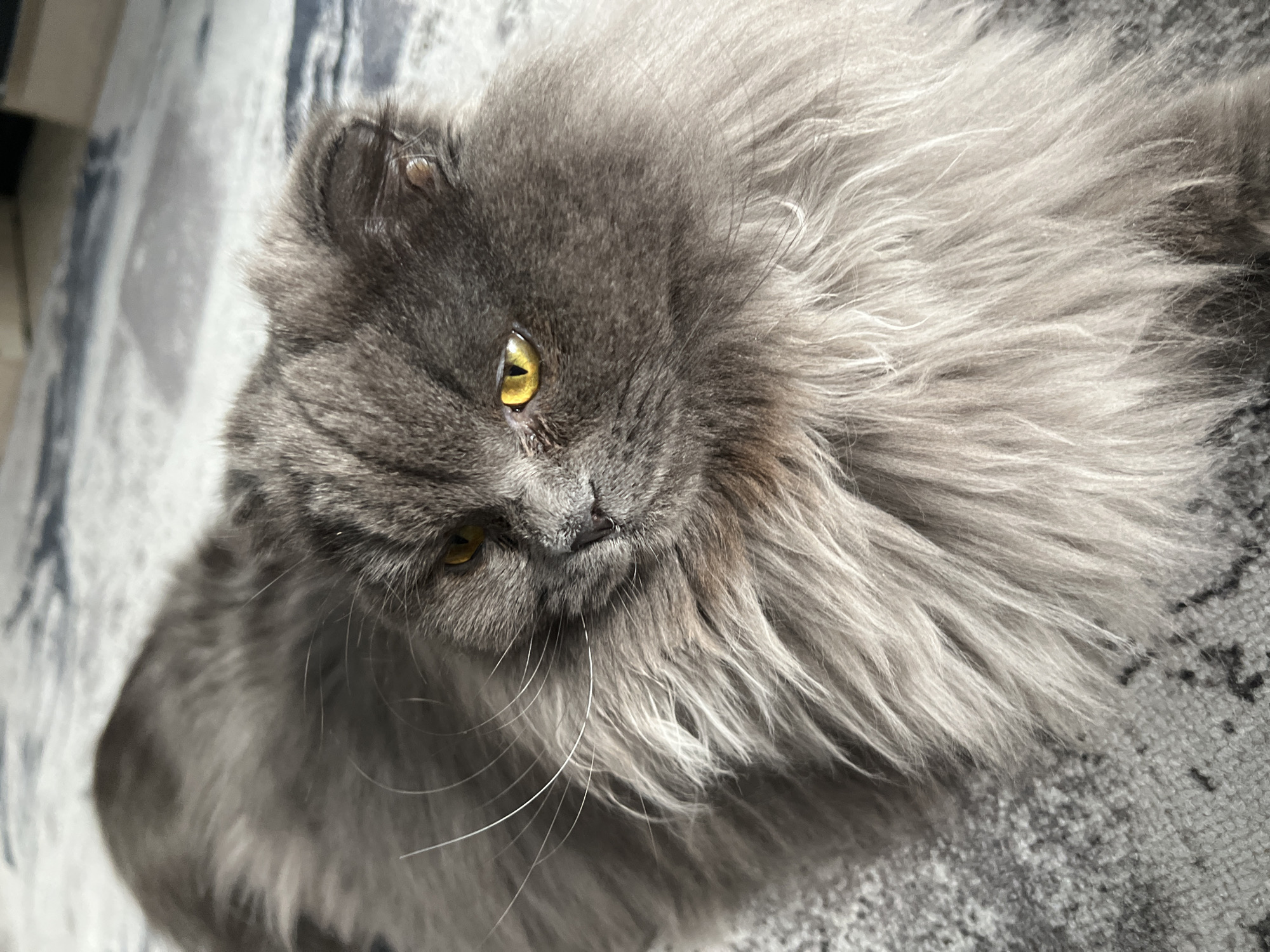A close-up shot depicts a gray Persian cat lying on a gray patterned rug. The cat has golden eyes and long, fluffy fur. The cat is positioned on the rug. The location is unknown, but the text prompt requested a location in Tyumen, Russia, so it is assumed the photo was taken at that location.