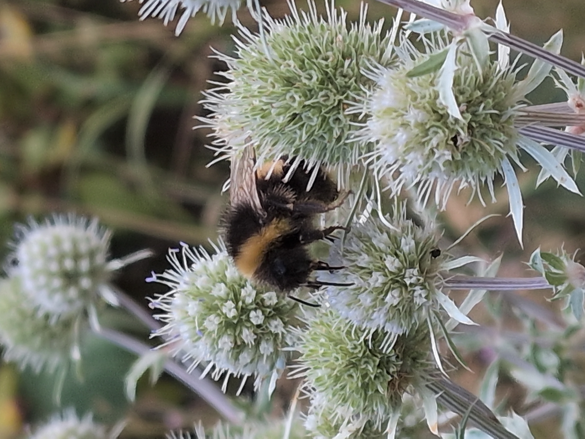 This is a close-up, vertically oriented photograph of a bumblebee on a thistly plant. The bumblebee is positioned in the upper center of the frame, facing left, with its abdomen slightly blurred. It has a fuzzy, black and yellow striped body. The bee is on a pale green, spherical flower head covered in pointed, spiky petals. Several similar flower heads are visible in the foreground and background, some in focus and some blurred. The overall color palette is muted, with greens, whites, and hints of yellow and black. The background is a soft blur of green and brown, suggesting foliage. There is no identifiable location within the city of Telford, United Kingdom, visible in this image.