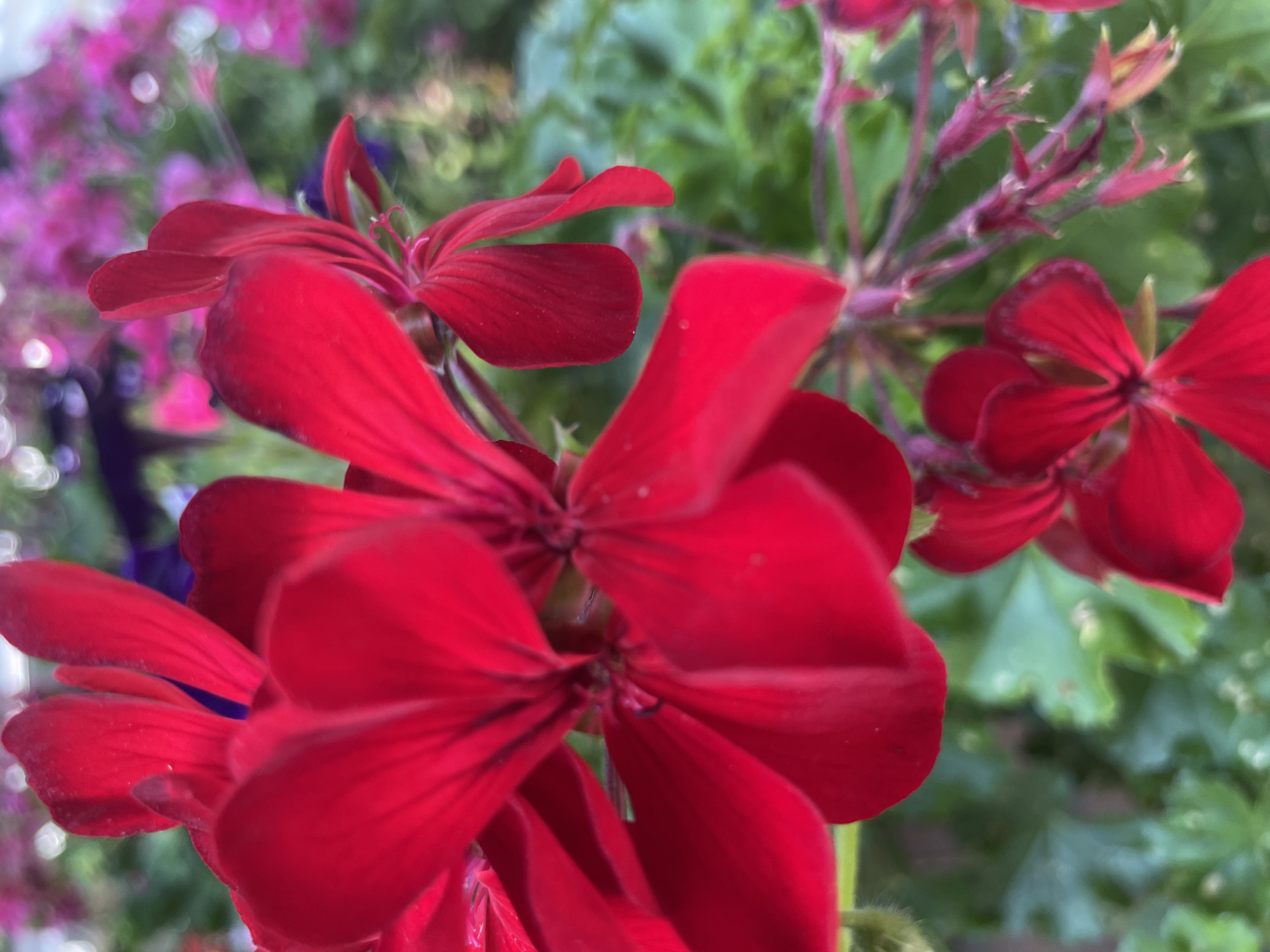 The image is a close-up, macro photograph of several vibrant red geranium flowers. The flowers are in focus, with their petals clearly defined, while the background is a soft blur of green foliage and out-of-focus pink flowers, suggesting a garden setting. The lighting highlights the rich color of the petals. No specific landmarks or identifiable elements are present in the image to pinpoint a location within Iași, Romania. The scene depicts a natural, botanical arrangement without any human presence or activity.