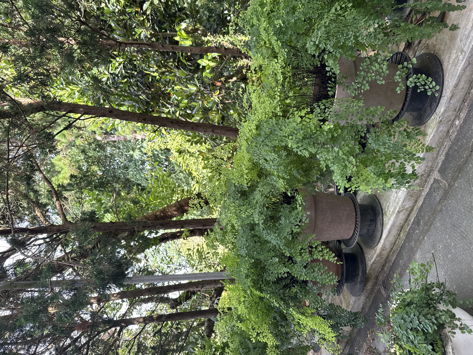 The image depicts an outdoor scene, likely a garden or nursery, in Da Lat, Vietnam. In the foreground, several potted ferns, characterized by their delicate, feathery fronds, are arranged in a row. The pots, made of terracotta and a light-colored material, sit on dark, circular stands. Behind the ferns, the trunks of several trees are visible, their bark rough and varied in color. The background is filled with dense foliage, suggesting a lush and verdant environment. The lighting indicates it is daytime, with sunlight filtering through the leaves, creating a dappled effect. The overall atmosphere is one of natural serenity, typical of the cooler, highland climate of Da Lat.