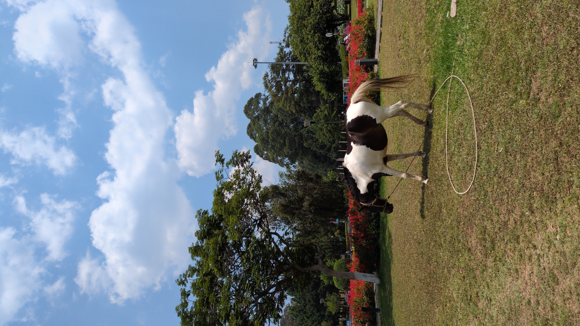 A medium-angle shot captures a horse on a lawn under a partly cloudy sky. The horse, patterned with white and black markings, stands near a circle of rope, its head lowered and directed to the right. It wears a halter and lead rope. The lawn is bordered with low-lying bushes featuring red flowers. Behind the horse and bushes, there are several trees, including a large, tall tree. In the distant background, a construction crane and other tall trees are visible against the bright sky. The picture was taken in Da Lat, Vietnam.