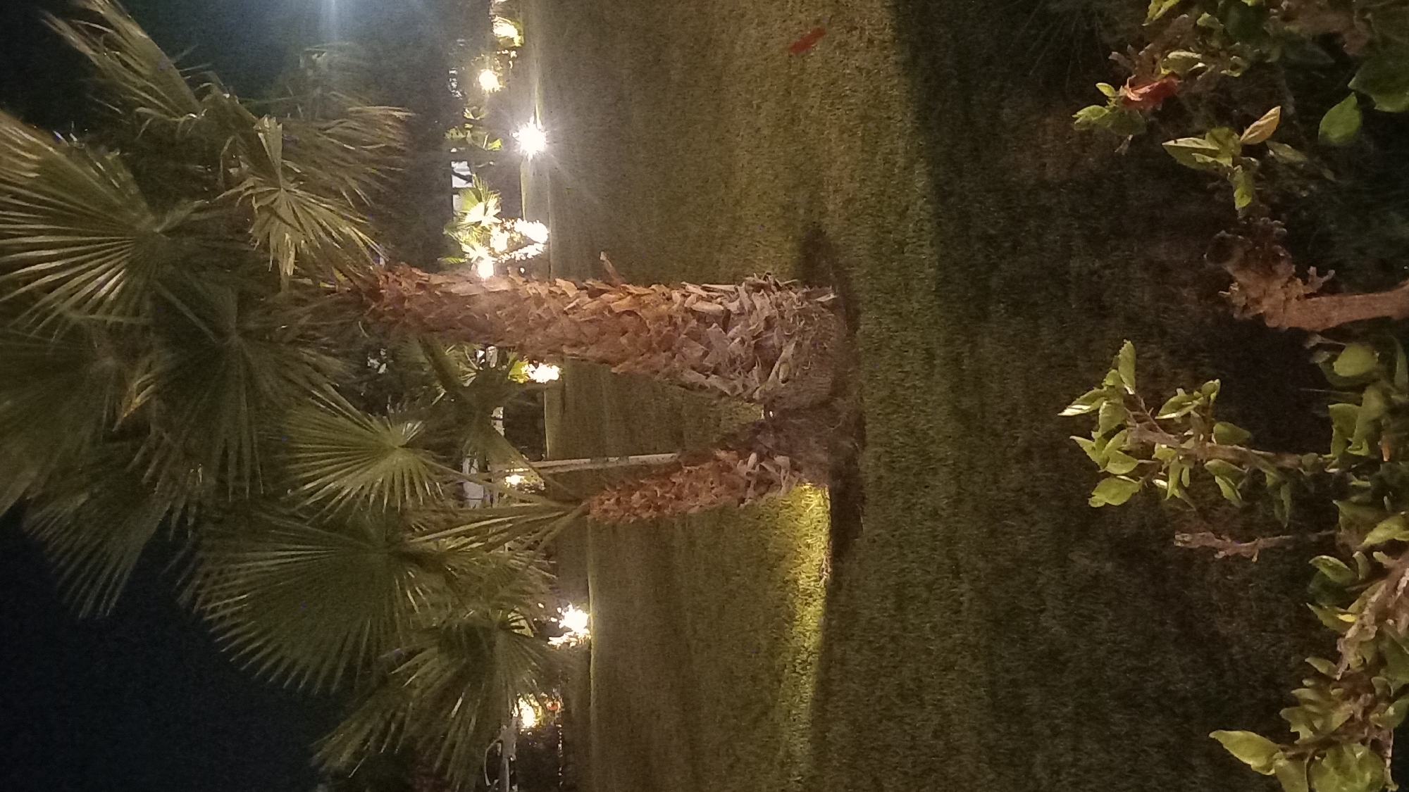 A nighttime, medium-shot photograph captures a dimly lit outdoor scene dominated by a multi-trunked palm tree. The palm's rough, fibrous bark is a prominent feature, with its fan-shaped fronds spread outwards and upwards, illuminated by a soft glow from unseen light sources. The ground is covered in neatly trimmed grass, with pools of light highlighting patches of the lawn around the base of the tree. In the background, out-of-focus lights suggest a street or pathway, and faint shapes of other vegetation and possibly buildings are discernible. A small cluster of leafy plants occupies the foreground, their leaves catching the ambient light. The overall impression is one of a well-maintained, perhaps resort-like, outdoor area in Kos, Greece, at night.