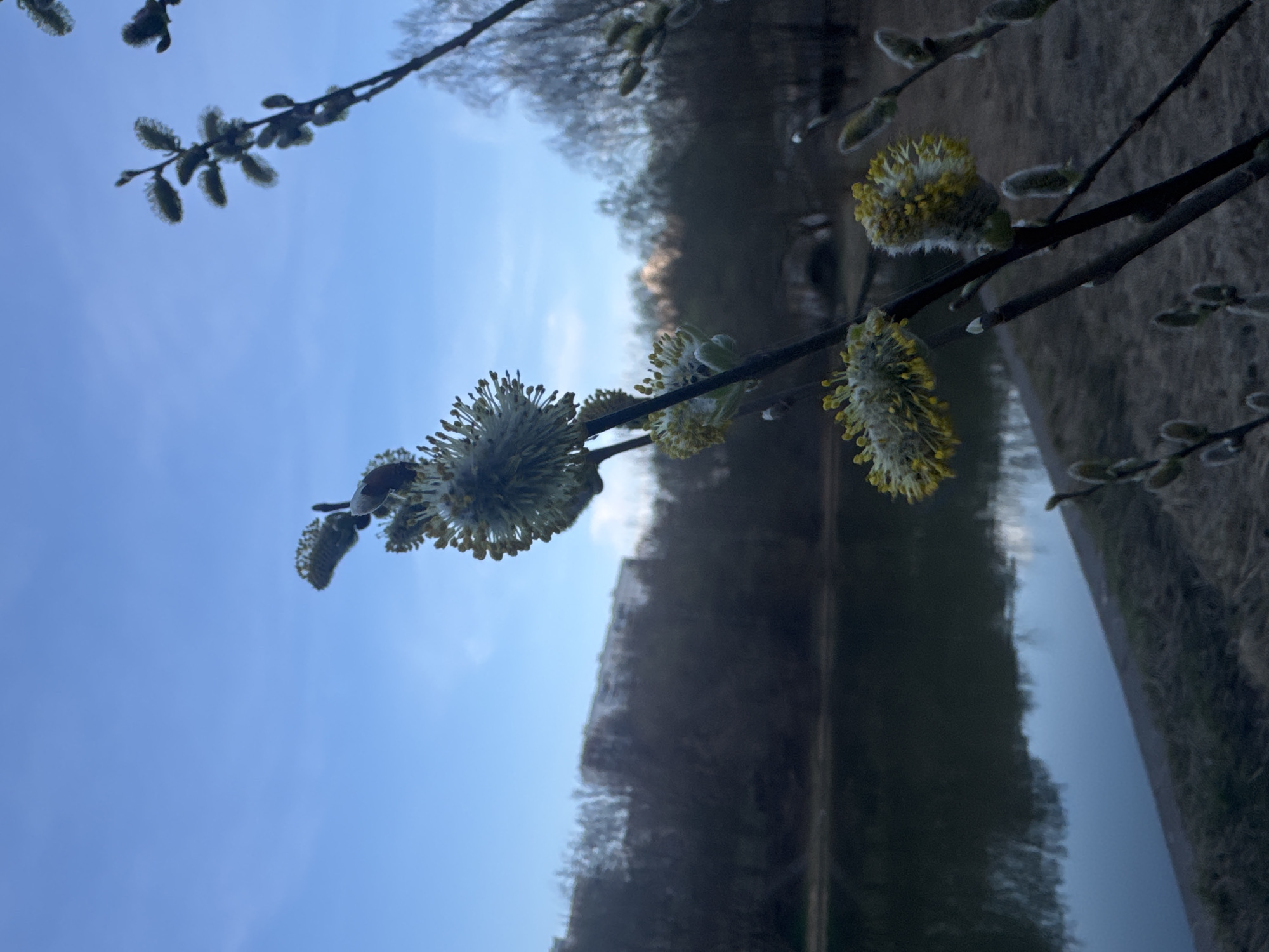 The image depicts a close-up of budding willow branches against a backdrop of a blue sky and a body of water, likely a pond or lake. The buds are in various stages of development, some displaying yellow pollen. The water reflects the surrounding trees and sky, creating a mirrored effect. The location is possibly a park or green area in Moscow, Russia, based on the typical flora of the region and the presence of water features often found in urban parks. There are no people visible in the image. The primary subjects are the willow branches and their buds.
