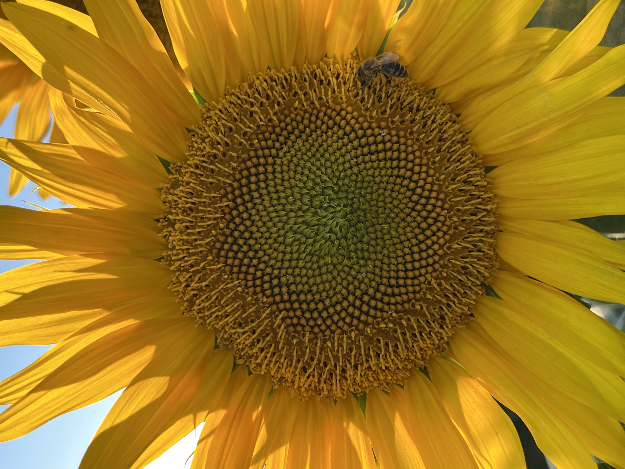 A close-up, high-angle shot captures the center of a large, vibrant sunflower against a bright blue sky. The sunflower's petals are a rich yellow, with subtle shadows and highlights suggesting sunlight. The central disc is packed with intricate patterns of small, dark florets arranged in a spiral. A single honey bee, with visible stripes and wings, is perched on the disc, near the right edge of the image. The background consists of more blurred yellow petals and a clear blue sky. The scene appears to be outdoors, in a location such as the city of Ostriv, Ukraine, given the typical prevalence of sunflowers in Ukrainian agricultural landscapes.