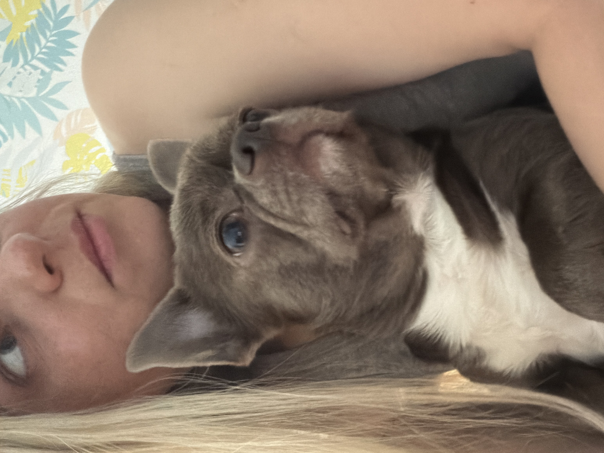 A woman with blonde hair is lying down with a grey and white bulldog-type dog resting its head on her. The background includes a pillow or blanket with a floral pattern. The setting appears to be indoors. The city of Votkinsk, Russia is not discernible in the image.