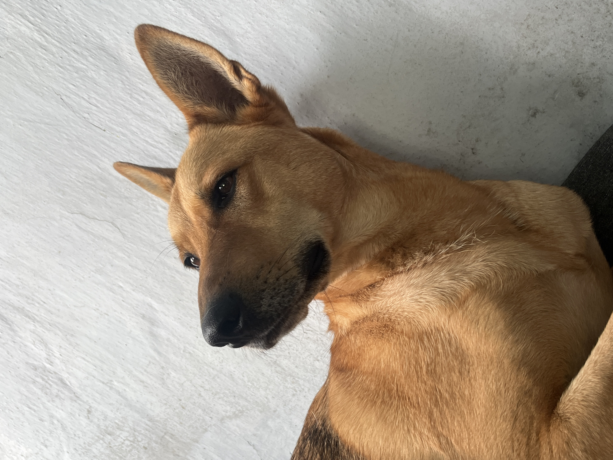 An amber-colored dog with perked ears and dark eyes lies on a textured white surface, looking upwards and to the left. The dog's fur is short and appears somewhat ruffled. The background is a plain, lightly textured white wall or surface. No specific location in Nizhny Tagil, Russia is identifiable from the image.