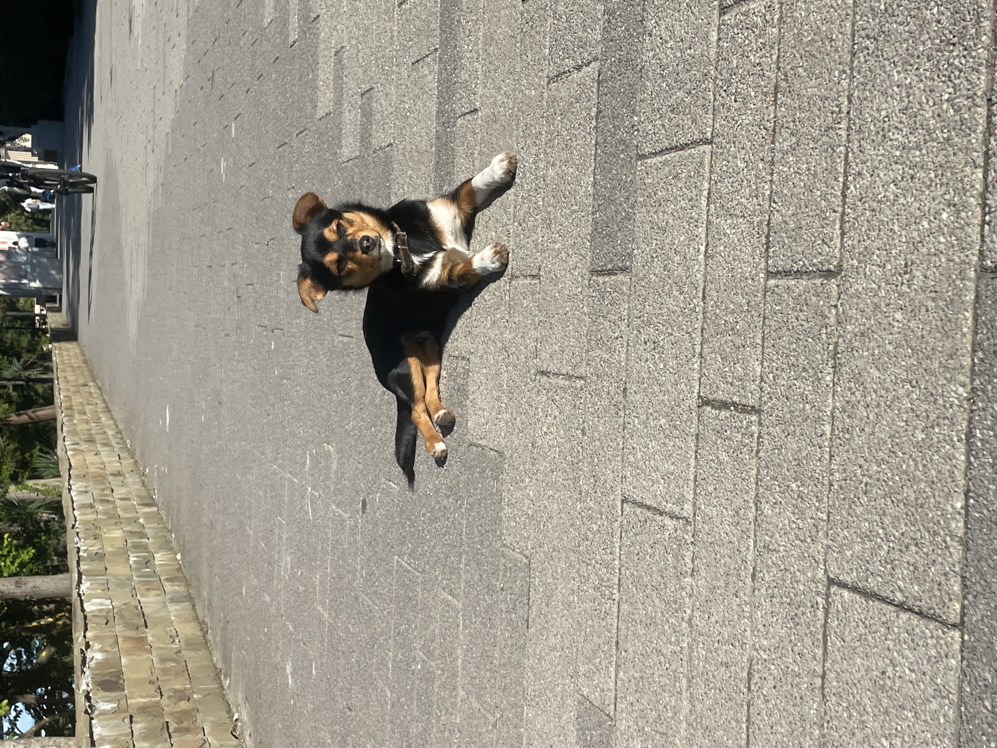 The image displays a small dog on a paved walkway under bright sunlight, captured from a slightly elevated perspective. The dog, positioned in the middle foreground, is predominantly black and tan with distinctive white markings on its chest and paws. It wears a brown collar with a metal buckle and appears to be in motion or striking a playful pose, with one front paw lifted and its head tilted, seemingly looking towards the camera. Its eyes are somewhat squinted, possibly due to the intense sun.
The ground consists of light grey, rectangular, speckled pavers, indicating a pedestrian area such as a promenade or park path. To the left, a lower wall or barrier made of stacked stone blocks runs along the edge of the paved area, with lush green trees and foliage visible behind it. In the blurred background on the left, several people and at least one bicycle can be discerned, suggesting a public, active setting.
The strong, clear shadows cast by the dog and other elements indicate bright, direct sunlight, pointing to a clear, sunny day, likely during the mid-morning or afternoon. The overall impression is that of a lively outdoor scene in a public space, possibly in Sochi, Russia, given the contextual information. There is no visible text in the image.