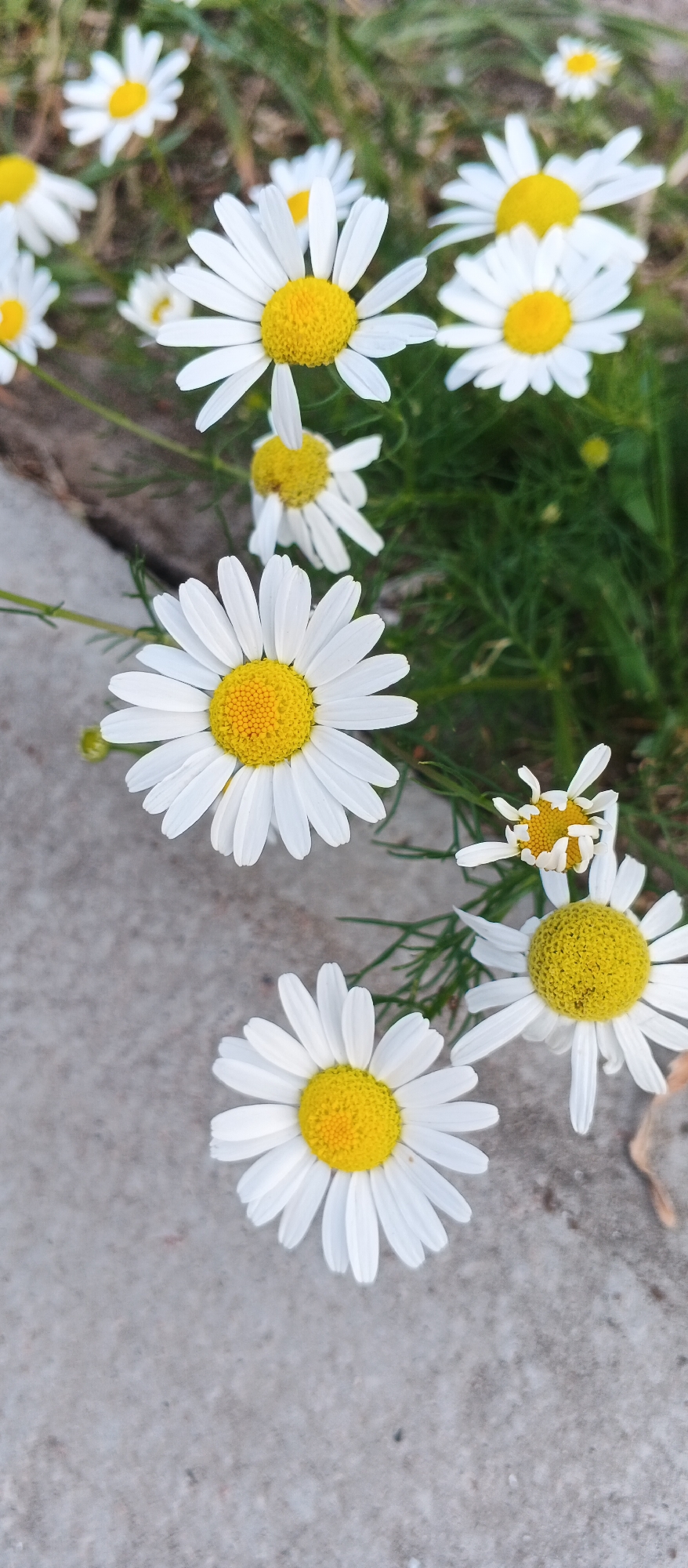 This image shows a close-up view of several white daisies with yellow centers, likely growing in an outdoor setting. The daisies are arranged in a natural way, with some in focus and others blurred in the background. The ground appears to be a mix of concrete and green foliage, suggesting a garden or park area. The lighting suggests it is daytime. Without additional information, it is not possible to definitively confirm the location as Smila, Ukraine, or to identify any specific details about people, actions, or interactions.