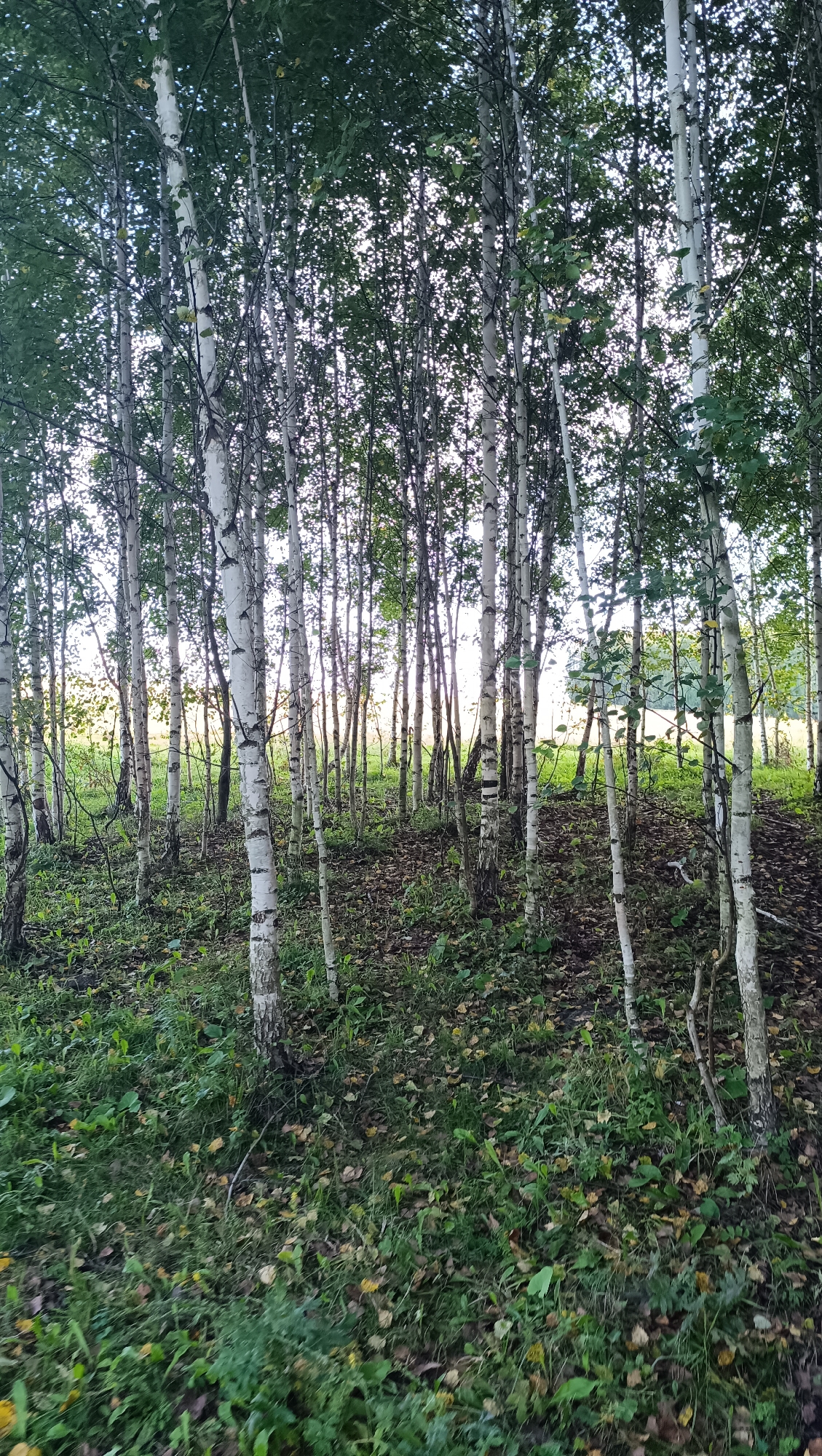 The image depicts a dense forest of birch trees with white bark and dark markings, characteristic of birch trees. The ground is covered with green grass, fallen leaves, and some undergrowth. The lighting suggests it is daytime, possibly late afternoon, with the sun filtering through the canopy, creating dappled light on the forest floor. The scene is tranquil and natural. There are no people or animals visible in the image. The location is identified as Karsha, Russia.