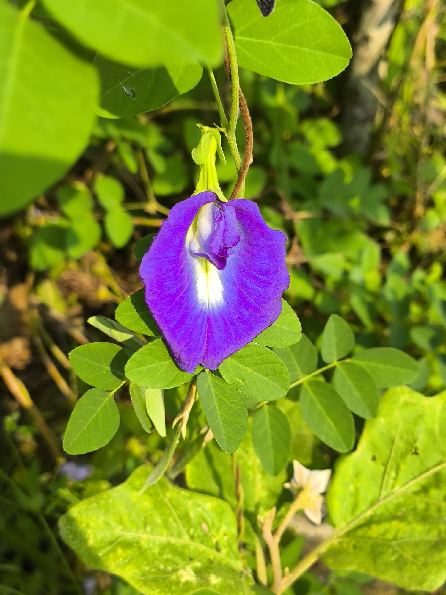 An extreme close-up, top-down shot focuses on a single, vibrant purple and white flower, possibly a butterfly pea flower (Clitoria ternatea), in the foreground. The flower's petals are unfurled, revealing a delicate white center. It is surrounded by lush, green leaves, some of which are slightly out of focus, creating a soft bokeh effect in the background. The lighting suggests it is daytime, with sunlight illuminating the scene and casting subtle shadows. The environment appears to be a natural, outdoor setting, possibly a garden or park. There are no people or discernible human activity visible in the image. The image does not provide any specific information to pinpoint its location within the city of Cilegon, Indonesia.