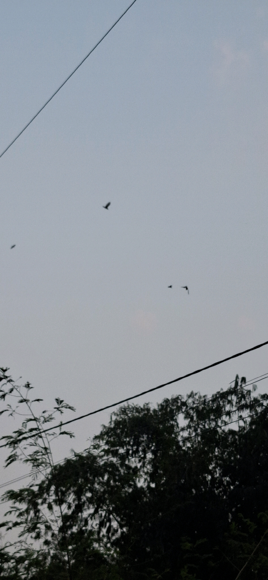 A vertical, outdoor shot captures a pale gray sky with faint clouds. A dark, silhouetted tree line with lush foliage occupies the bottom third of the frame, with a single thin branch reaching into the sky from the left. Two dark power lines are visible, one diagonally stretching from the top left corner downwards, and another horizontally positioned across the mid-section of the image. Three dark, silhouetted birds are in flight against the sky; one larger bird is in the upper middle, and two smaller birds are further to the right and slightly lower. The image is likely taken in Cibinong Hilir, Indonesia, a location known for its natural beauty and potentially overhead electrical infrastructure.