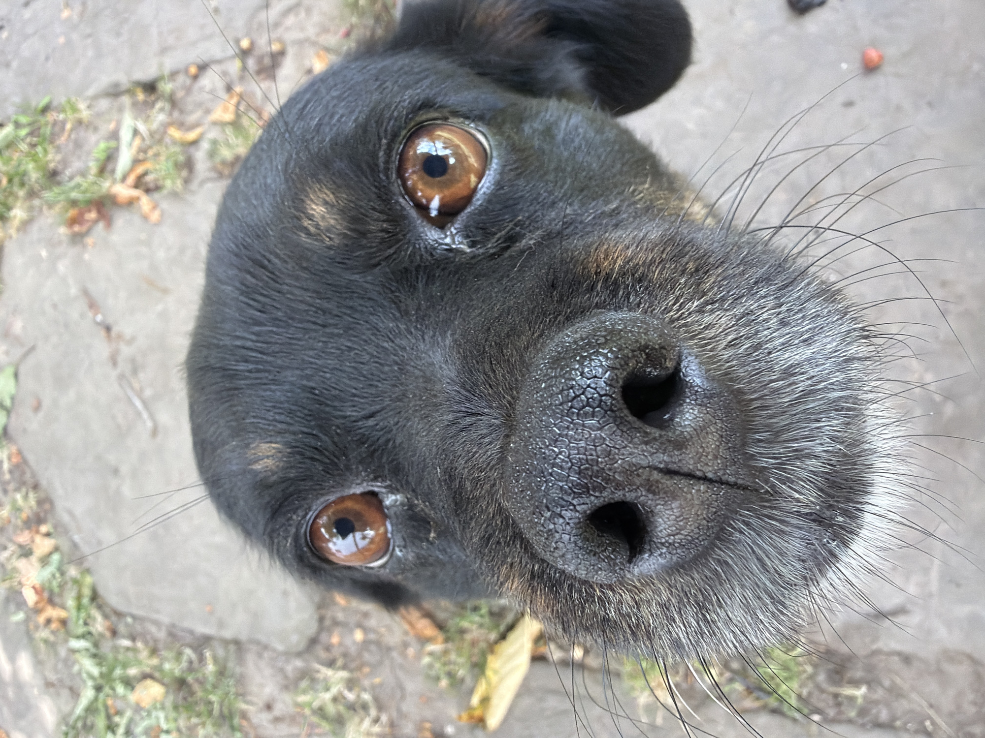 A close-up, high-angle, eye-level shot captures a black and brown dog's face, positioned centrally. The dog's large, expressive brown eyes, reflecting light sources, are a dominant feature, looking directly at the camera. Its black nose, with a textured surface, is prominently displayed, with long, thin whiskers fanning out from its snout. A patch of grey and white fur extends from its chin. The background is a mix of textured grey stone paving and patches of dry leaves and sparse green grass, suggesting an outdoor, possibly urban or park setting. The lighting appears to be natural daylight, casting soft shadows. The image was taken in the city of Kozova, Ukraine.