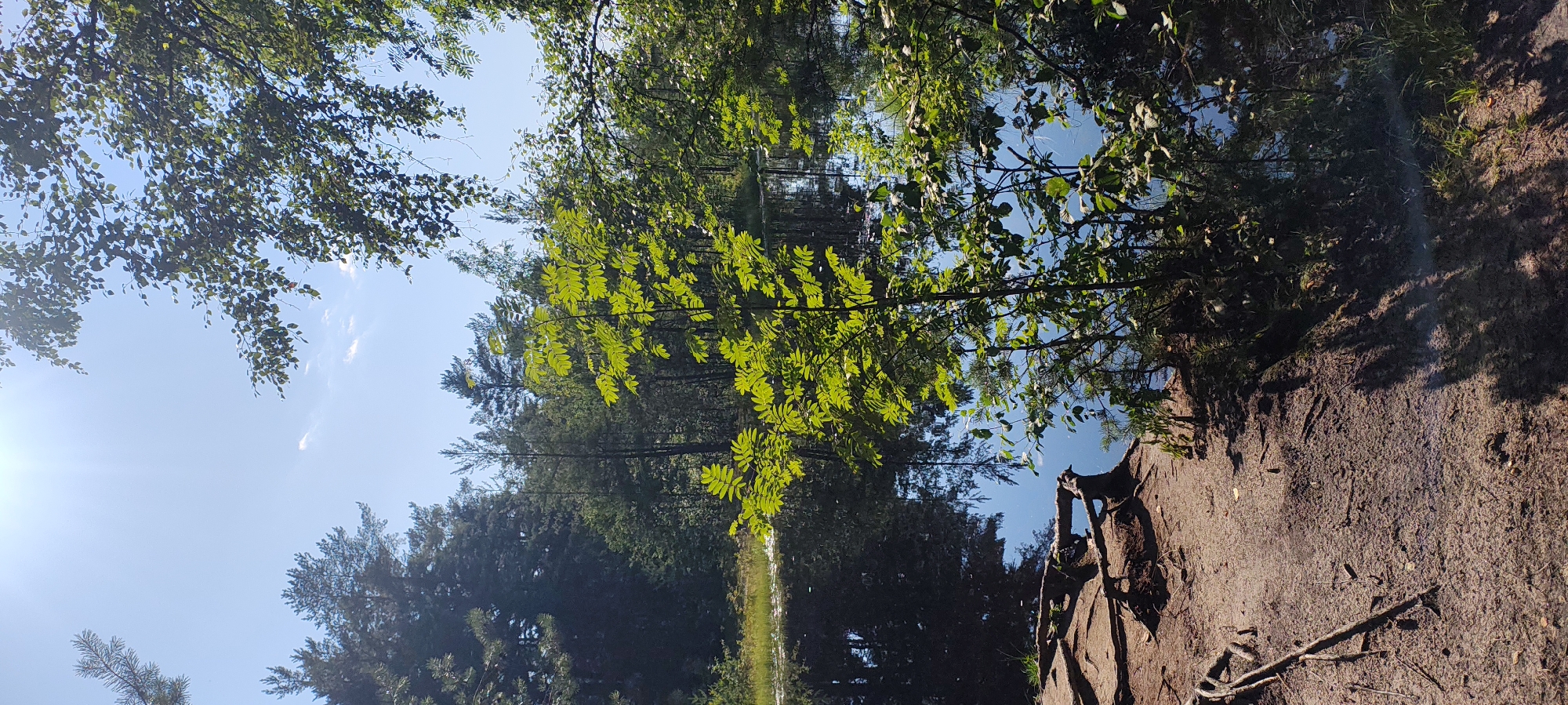 This image depicts a tranquil natural scene with a dark, reflective body of water bordered by a sandy, root-laden shoreline. Lush green trees and foliage dominate the foreground and frame the water, with the sunlight filtering through the leaves, creating dappled shadows on the ground. The water's surface mirrors the surrounding trees and the bright blue sky with wispy clouds. The presence of pine trees suggests a forest environment. The location is identified as being in Beloostrov, Russia. No people or animals are visible in the frame. The overall atmosphere is one of serene natural beauty, possibly a quiet lakeside or pond area within a forested region.