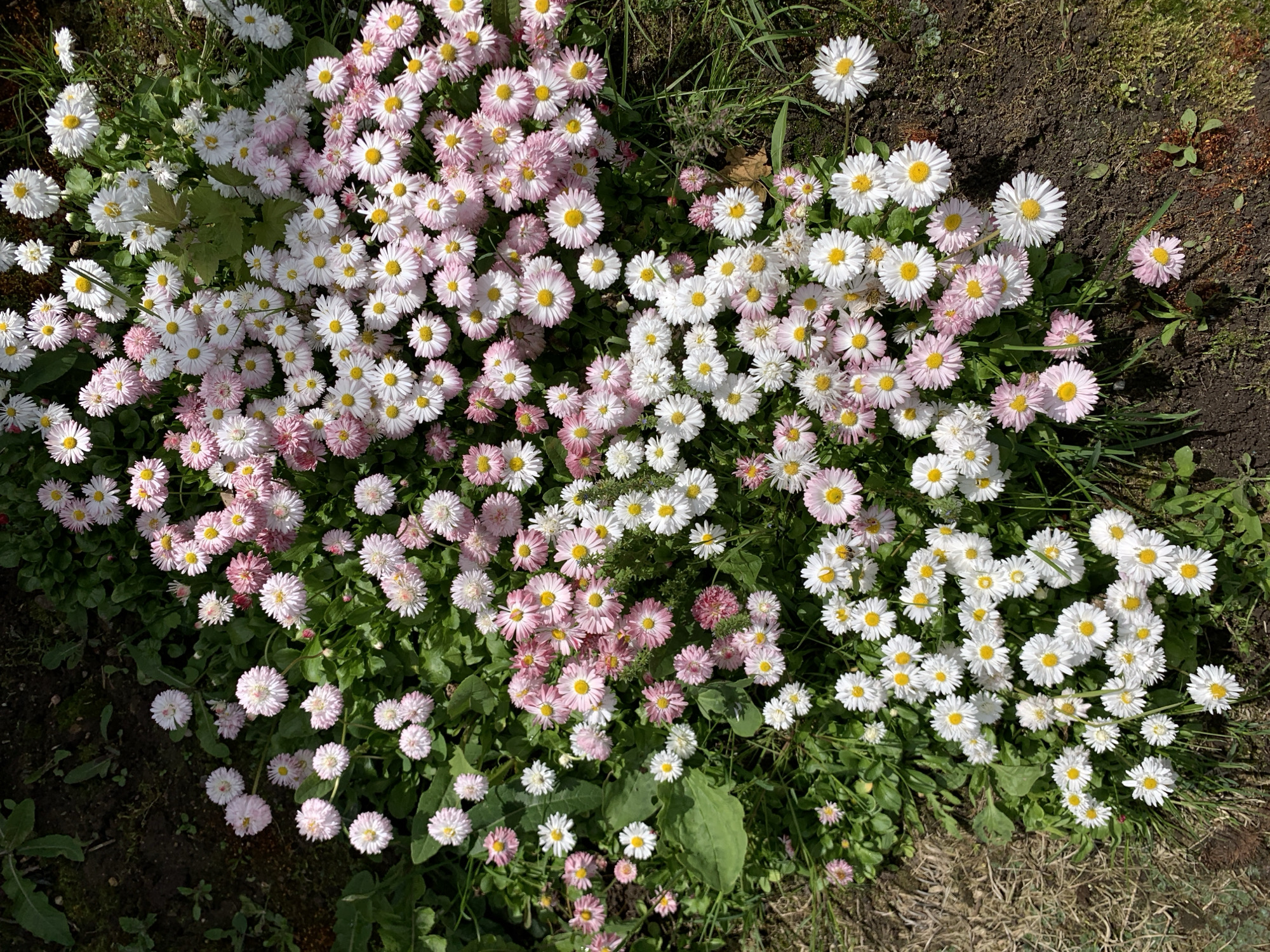 The image shows a close-up, overhead view of a patch of daisies in bloom. The flowers are a mix of white and light pink, with yellow centers. They are densely packed together, with green foliage visible beneath and around them. The ground appears to be soil and dry grass, suggesting an outdoor setting. No people or animals are present in the image. The context of Блеўчыцкі сельскі Савет, Belarus, indicates this is a rural or suburban area in that region.