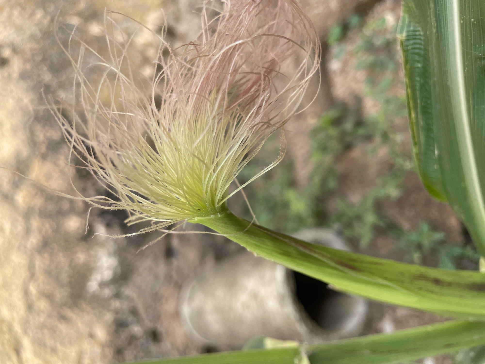 The image shows a close-up of corn silk emerging from a corn stalk. The corn silk is light yellow and tinged with pink at the tips. The green stalk is marked with a few brown streaks. A blurry background of soil, greenery, and a glimpse of what appears to be a small, gray object is visible. The image originates from Jos, Nigeria, though the specific location within the city is not identifiable.