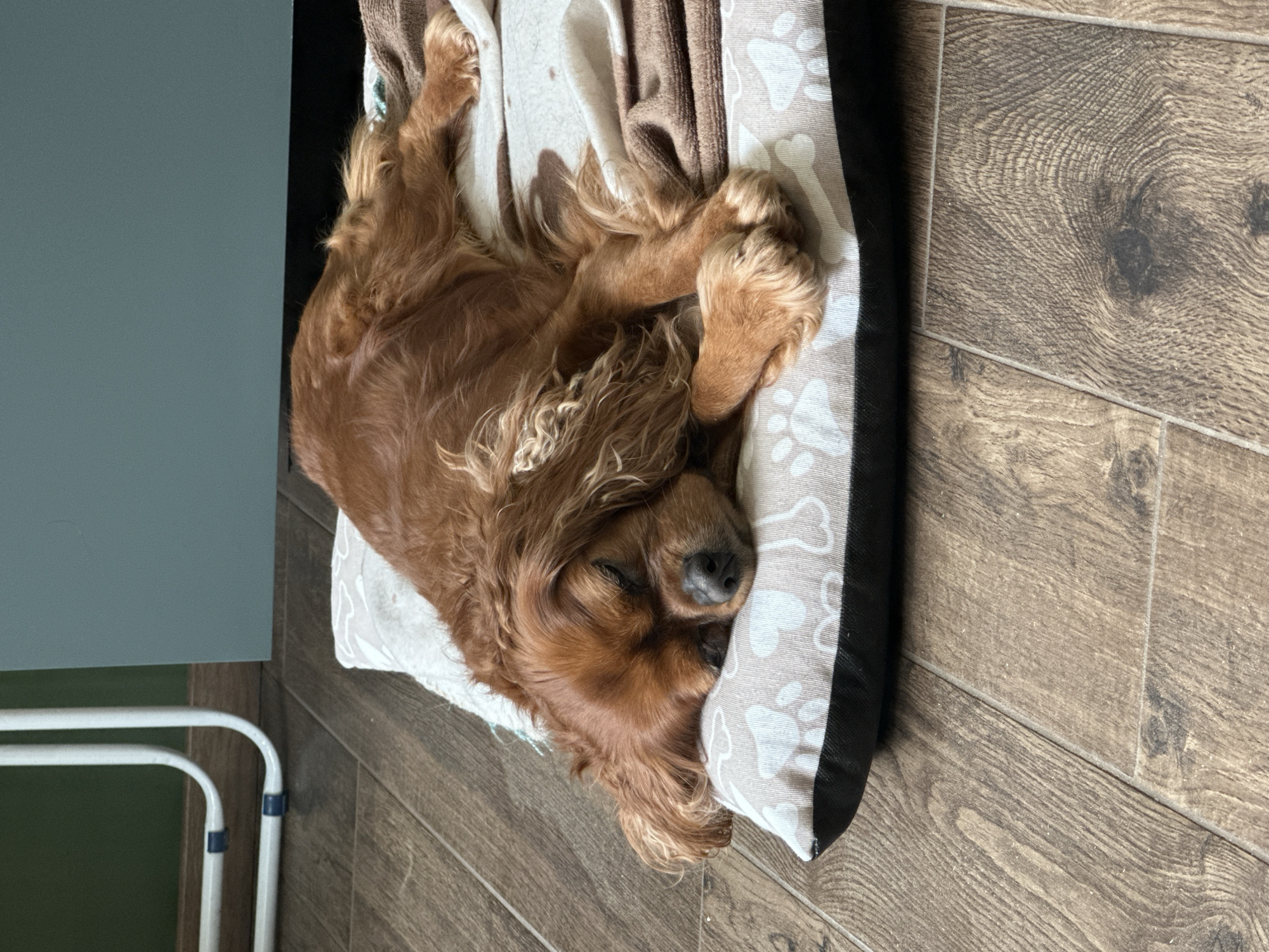 A brown Cocker Spaniel is curled up asleep in a dog bed. The dog bed is rectangular with a white and beige paw print patterned surface and a black edge. The dog is laying on a beige and brown patterned blanket. The dog is laying on a wooden floor. In the background, there is a gray wall and a white metal object. The image does not provide information about the location in the city of Sofia, Bulgaria.